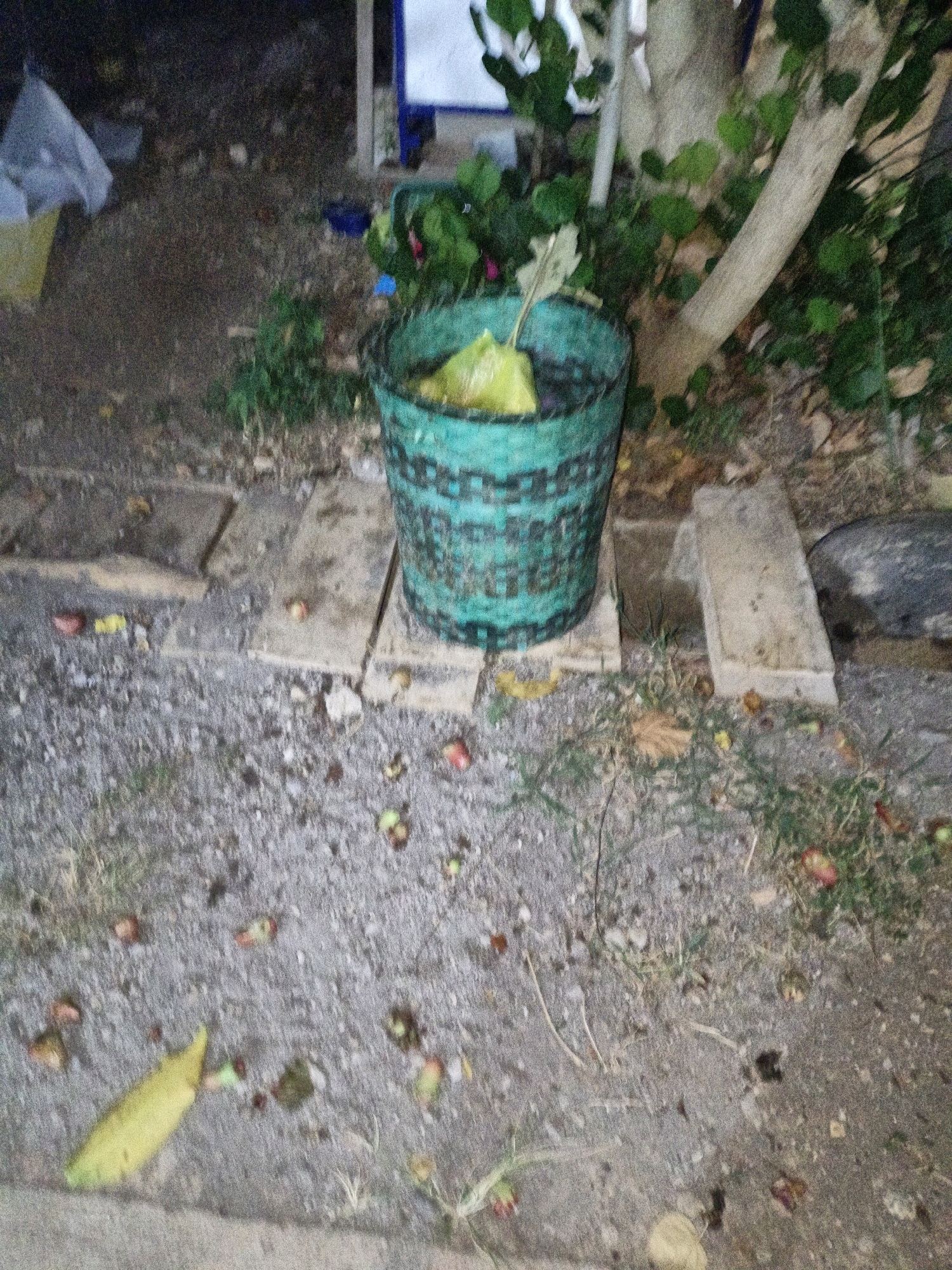 The image depicts an outdoor scene, possibly a backyard or a less-maintained area, with a focus on a green woven basket containing some debris. The basket is positioned on a rough, stony ground surface, with scattered small stones and dry leaves. In the background, a tree trunk is visible, along with some green foliage. The ground also shows several small, round objects, which appear to be fallen fruits or seeds, and a long, yellow object that could be a piece of fruit. Part of a concrete slab or pathway is visible in the foreground and midground. The overall impression is one of a somewhat neglected outdoor space. The specific location of Cikal, Indonesia, is not identifiable from visual cues within the image itself.