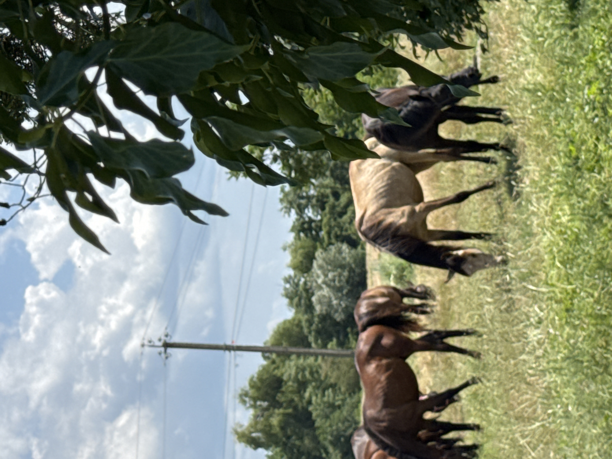 The image depicts a rural scene in Zassovskaya, Russia, featuring a herd of horses grazing in a grassy field. The sky is partly cloudy with a light blue hue. In the background, a utility pole with visible wires stands prominently, and a dense line of trees forms the horizon. The foreground is dominated by lush green grass, with some of the horses' legs and lower bodies visible. Several horses of varying colors, including brown and lighter shades, are scattered across the field, with their heads lowered as they eat. A branch with large, dark green leaves is in the right foreground, partially obscuring the view of the horses and the background. The overall impression is one of a peaceful, pastoral landscape.