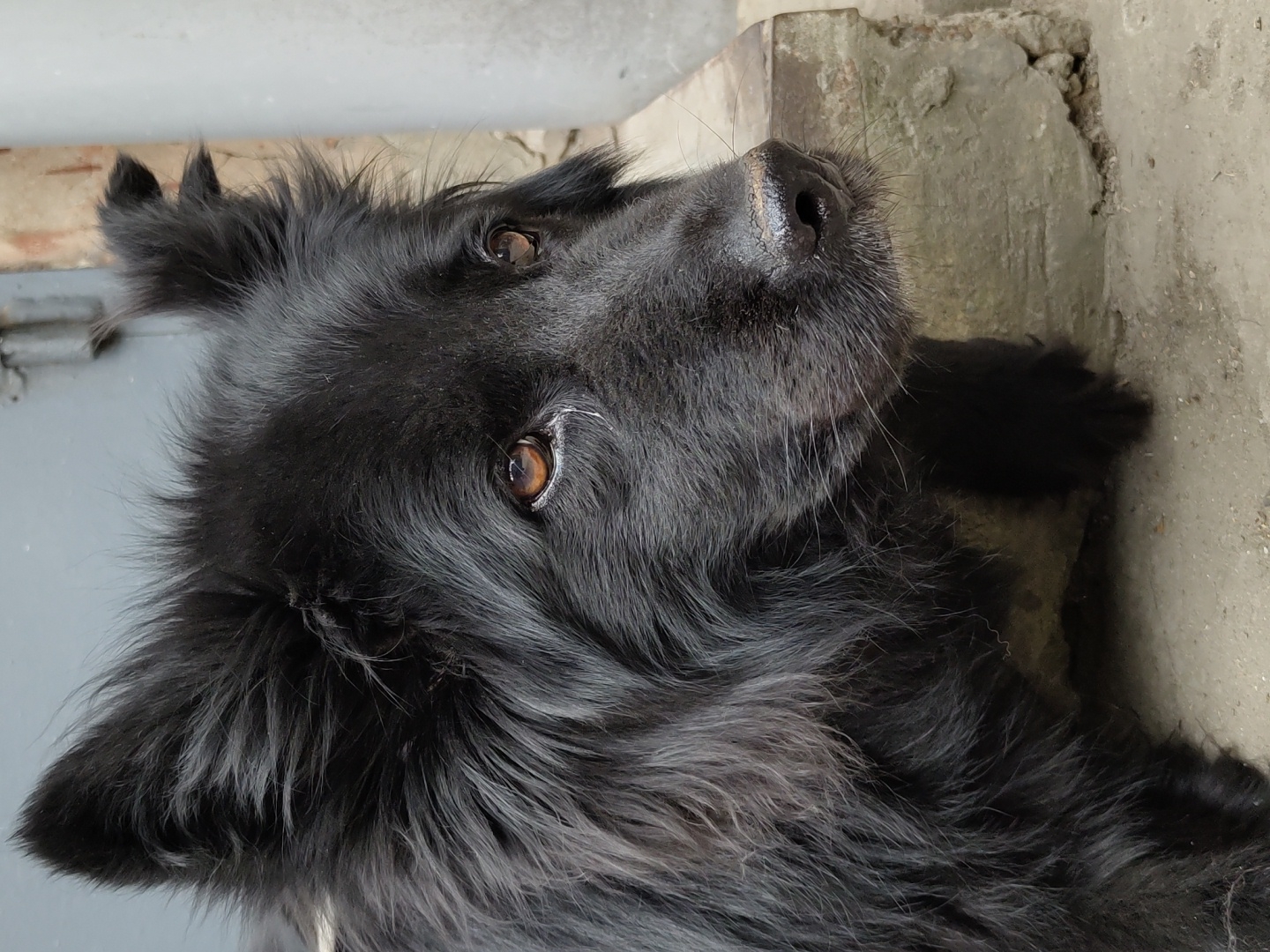 A black, fluffy dog with amber eyes is pictured in a close-up shot. The dog's fur is long and appears somewhat unkempt, particularly around its face and ears. Its ears are pointed upwards and are covered in thick fur. The dog's nose is dark and slightly wet. The background of the image is out of focus, showing a concrete ledge and a grey surface, possibly a wall or door. The lighting suggests an outdoor environment, possibly in a city setting. The dog's head is tilted slightly to the right, and it appears to be looking off-camera.
