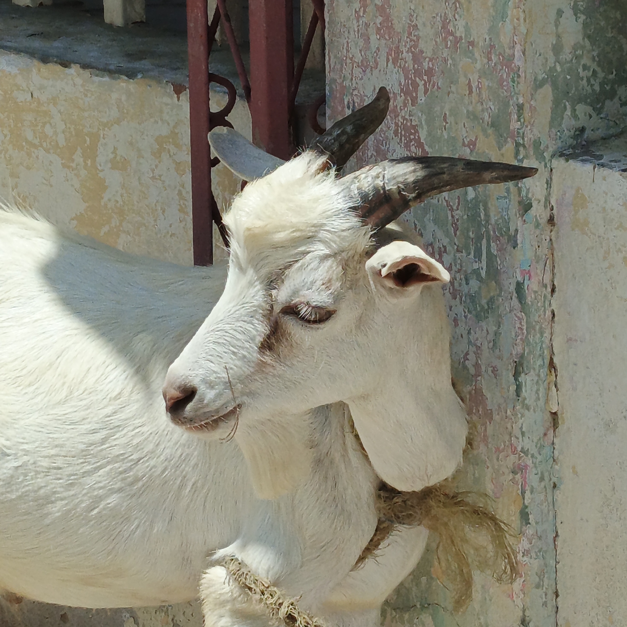 A white goat with curved horns stands tied by a rope near a weathered wall and a red metal structure. The background wall exhibits signs of peeling paint and age. The goat appears calm, with its eyes partially closed. The setting suggests an outdoor environment, possibly in Villa Marina, Venezuela, though specifics of the city location are not directly visible in the image.