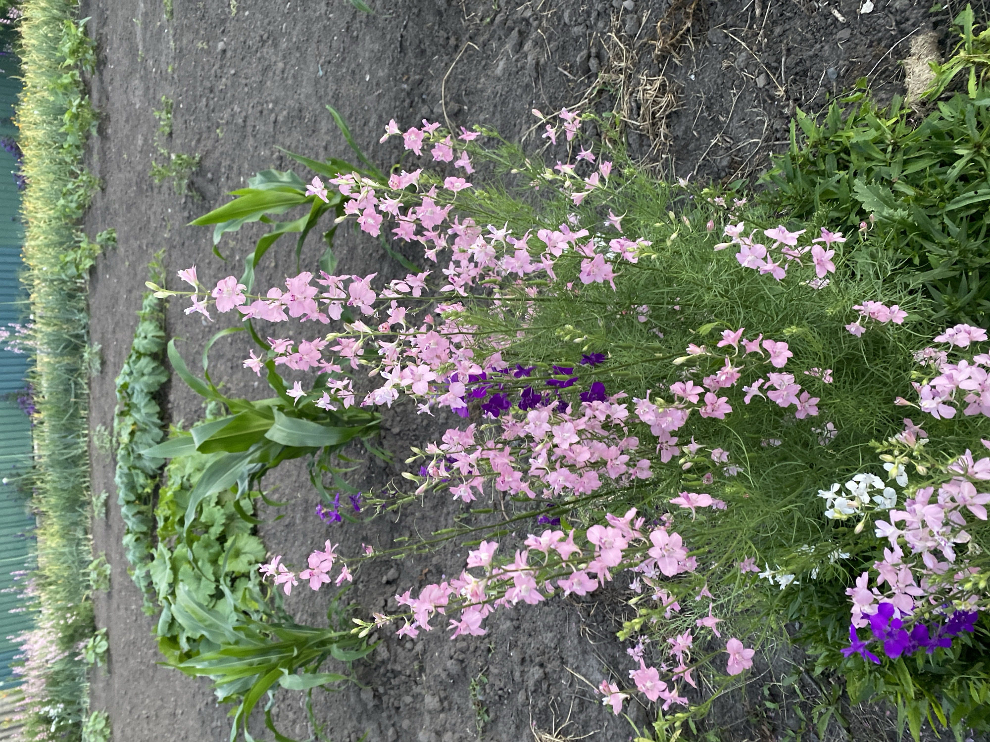 A vertical, eye-level shot shows a garden bed with a variety of flowers in bloom. The foreground is dominated by clusters of delicate pink flowers with thin green stems and leaves, appearing to be larkspur or delphinium. Interspersed among the pink flowers are pops of deep purple blooms and a few white ones. The background features dark, rich soil with some dry grass and leaves scattered on its surface. To the left of the flowers, tall green corn stalks stand upright, and further left, a section of a green fence is visible. The scene suggests a sunny day in a garden, likely during the late spring or summer when these flowers are in season. There is no visible text in the image. The overall impression is one of natural beauty and vibrant growth.
