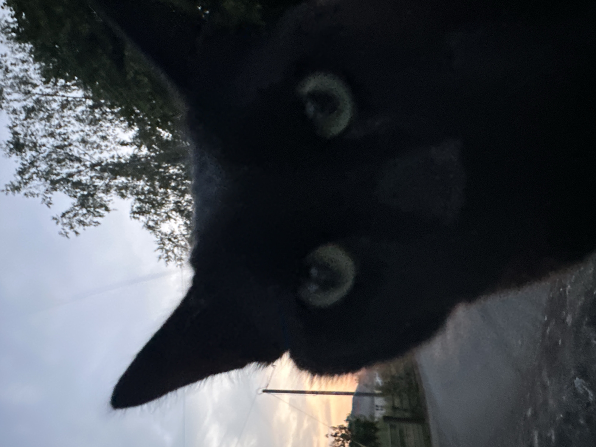 The image is a close-up, low-angle shot of a black cat in Moortown, Ireland. The cat's face fills most of the frame, with its green eyes visible. In the background, a rural road is seen with a wooden fence and a utility pole. The sky is overcast with hints of sunset colors. The overall scene appears to be outdoors, possibly in a residential area given the fence and a distant house.