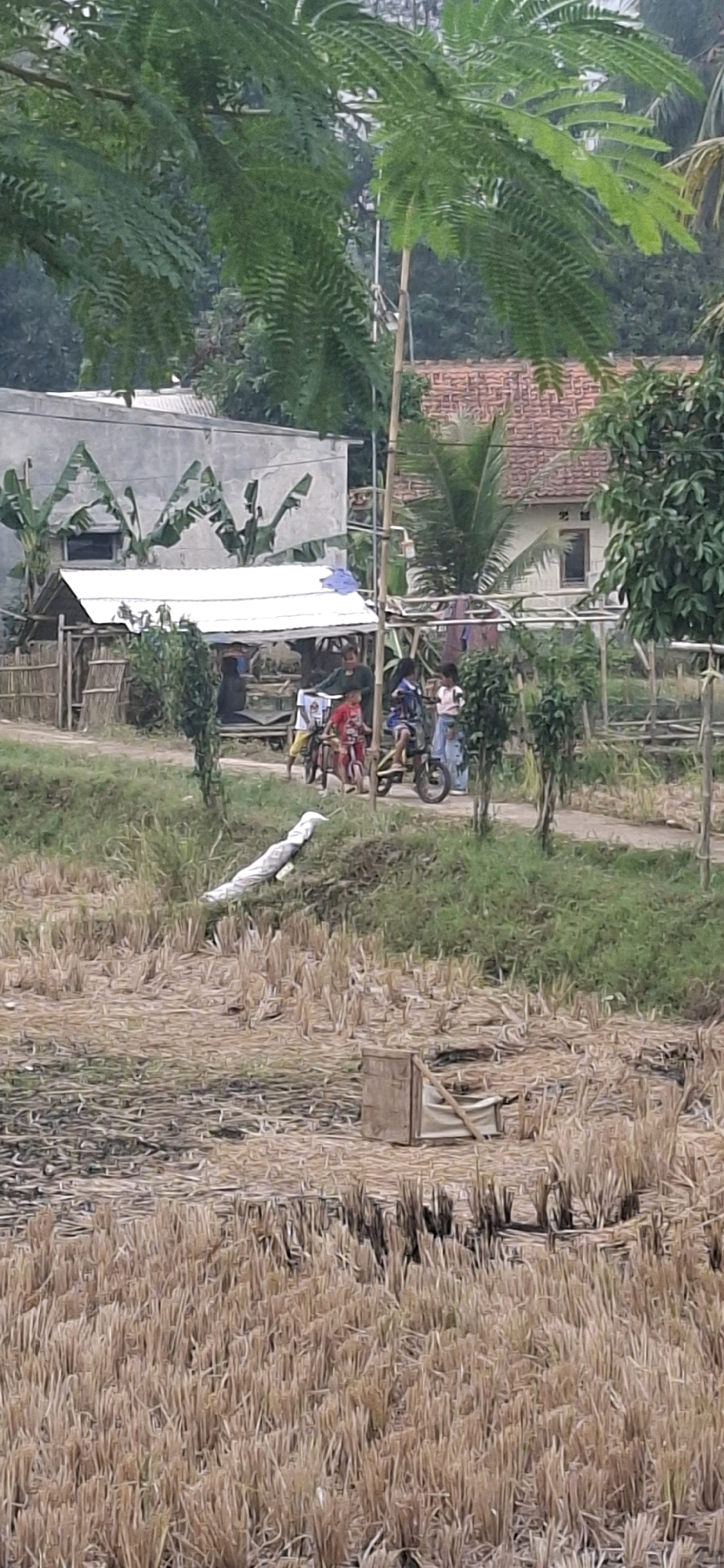 The image depicts a rural scene in Cianjur, Indonesia, characterized by dry agricultural land in the foreground and a residential area with structures in the background. In the foreground, the land is covered with dry, harvested crop residue, possibly rice stalks, forming a textured, light brown and yellowish ground. A white, elongated object, possibly a rolled-up tarp or fabric, lies diagonally on a raised embankment of green grass.
Further back, a dirt path runs horizontally across the middle ground. Several people are visible on or near this path. Three children are on or beside bicycles. One child, wearing a red shirt, is on a bicycle. Another child, in blue, is on a motorized scooter. A third child, in a pink shirt, stands beside the scooter. An adult, wearing a green shirt, stands near the children and bicycles, appearing to interact with them. To the left of the path, there is a small, open-sided structure with a white roof, resembling a shelter or stall, with people visible inside and around it. Behind this structure is a long, rectangular building with a light-colored facade and several windows. To the right of the path, a house with a reddish-brown tiled roof is visible, partially obscured by trees. The overall environment suggests a warm, possibly dry, season. Lush green foliage from trees and plants is scattered throughout the scene, providing a contrast to the dry fields. The sky is overcast, suggesting muted natural light.