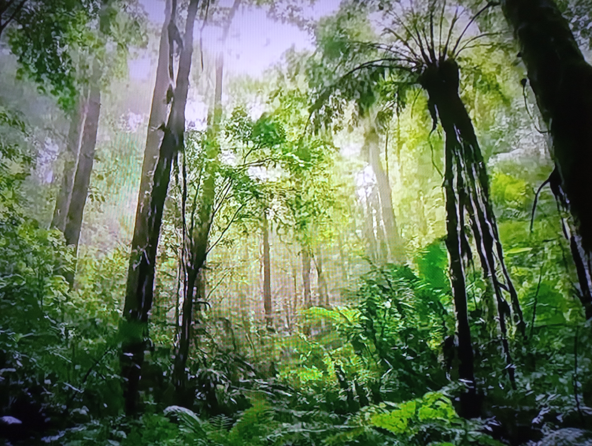 This media file depicts a lush, dense forest bathed in soft, diffused sunlight, suggesting either early morning or late afternoon. The scene is characterized by tall, slender trees with rough bark, interspersed with vibrant green foliage, including ferns and other undergrowth, creating a layered and verdant environment. A prominent feature is a large tree with a distinctive, fan-like crown of fronds, resembling a tree fern. The light filters through the canopy, creating a slightly hazy, almost ethereal atmosphere, with some areas brightly illuminated and others in shadow. The overall impression is one of natural tranquility and a sense of being deep within a wild, untamed landscape. There are no people or visible objects other than the natural elements of the forest. No text is visible. The location context provided is Dnipro, Ukraine, which, if accurate, would place this temperate forest scene within that region.