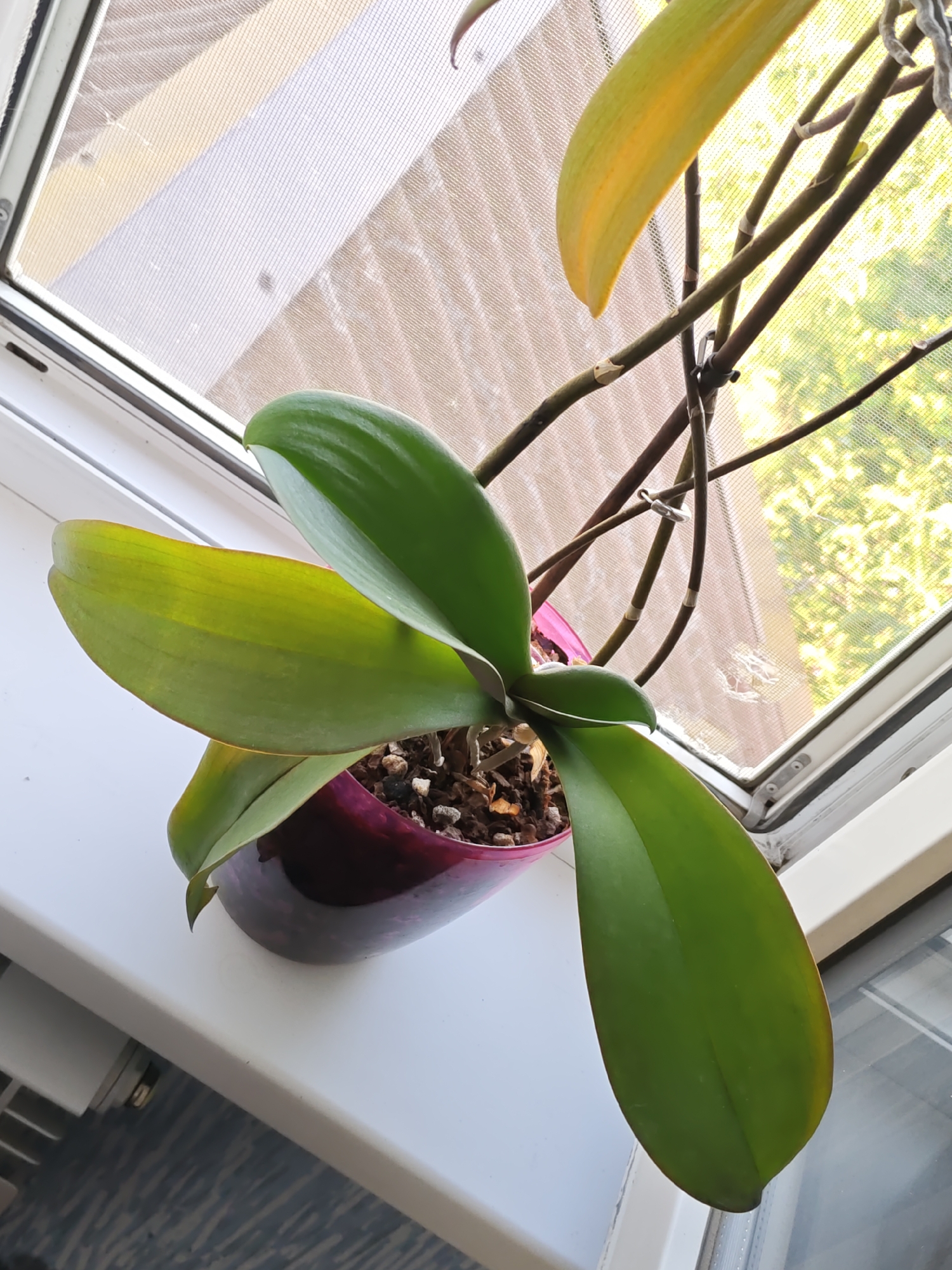 A potted orchid plant with green and yellowing leaves sits on a white windowsill. The plant is in a dark purple pot filled with bark and soil. Behind the plant, a window is covered by a light-colored screen, through which the blurred image of green trees is visible. The window frame is white. The scene appears to be indoors, on a sunny day, with the light filtering through the screen.