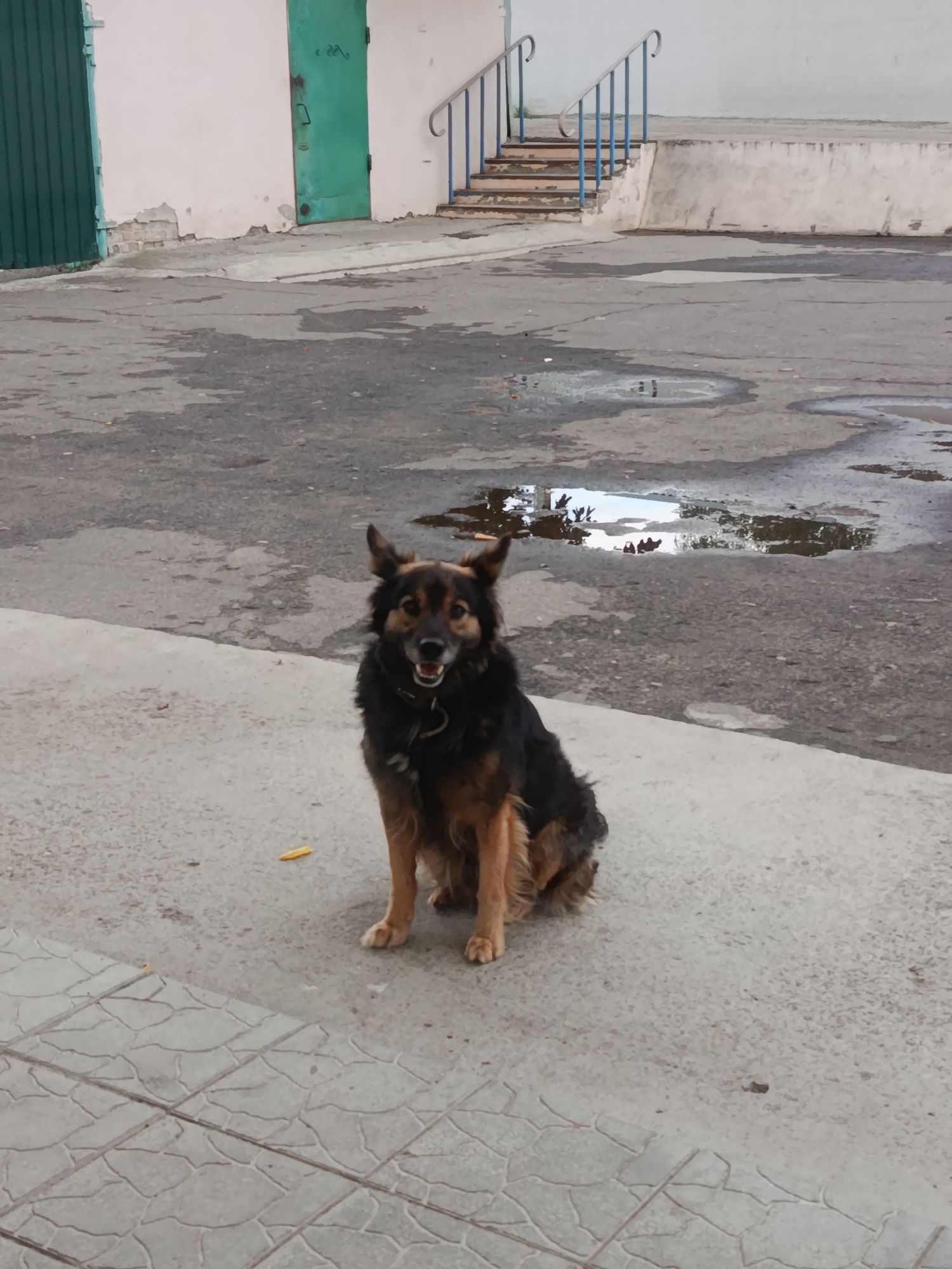 A medium-sized, mixed-breed dog with black and brown fur is sitting on a concrete tiled area in front of an asphalt surface. The dog is looking directly at the camera with its mouth slightly open. The background shows a building with a light-colored facade and a green door. There are also stairs with blue railings leading up to a concrete platform. Puddles of water are visible on the asphalt, reflecting the sky and surrounding structures. The scene appears to be in an urban outdoor environment, possibly an alleyway or courtyard. The specific location of Svietlahorsk, Belarus is not visually discernible from the image content alone, but the request indicates it as the context.