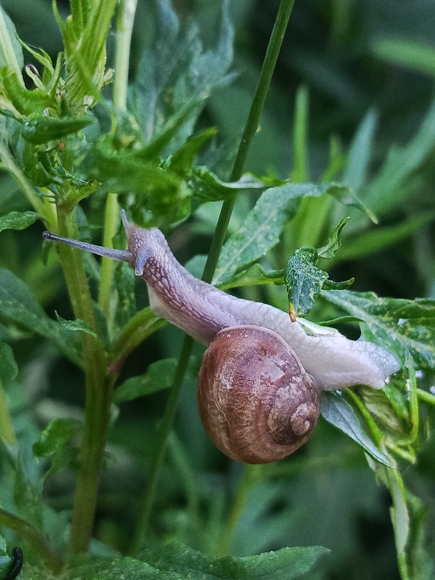 A close-up, eye-level, vertical shot shows a brown, coiled snail shell attached to a green plant stem. The snail's body, a pale purple with dark markings, extends from the shell and adheres to the stem. Its long, slender antennae are visible, with one pointed to the left and another slightly retracted. The plant has serrated leaves and a blurry green background, suggesting an outdoor environment. There is no discernible urban context or location information within the image.
