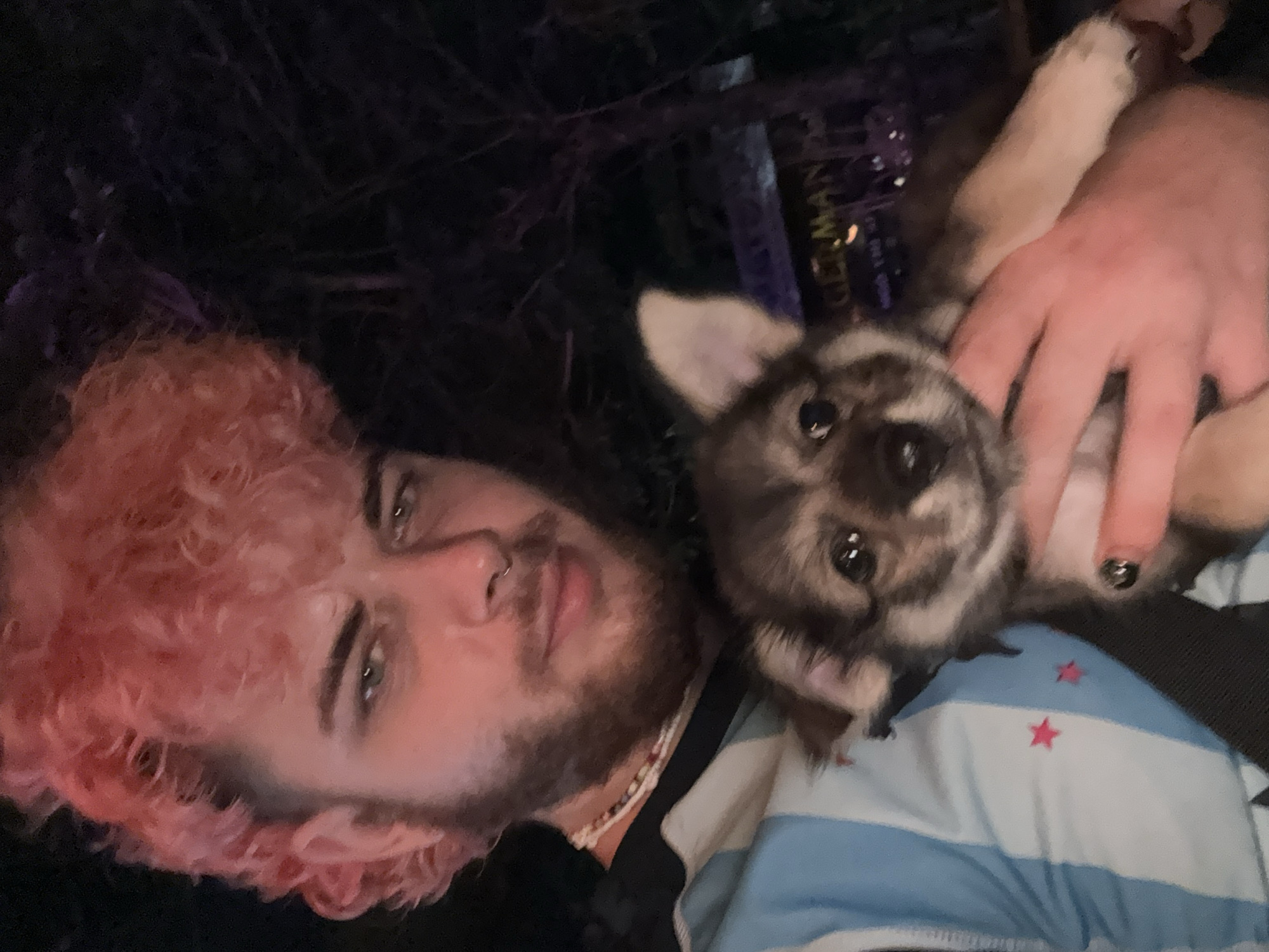 This is a vertically oriented close-up shot of a person holding a small puppy, likely taken at night or in dim lighting.
**Subjects:** The primary subjects are a young person and a puppy. The person, seen from the chest up, has distinctive pink, curly hair and a full beard. They have light-colored eyes and a nose piercing. Their expression is neutral. A hand, possibly theirs, with dark nail polish, gently cradles the puppy. The puppy is very young, with fluffy, mottled fur in shades of dark brown, grey, and light tan. It has large, dark, inquisitive eyes and small, upright ears, looking directly at the camera.
**Objects:** The person is wearing a dark top and a beaded necklace. The puppy is resting against a blue and white striped fabric, which appears to be a shirt or blanket, adorned with small red star patterns. In the blurry, dark background, faint lights are visible, along with indistinct shapes that could be foliage or urban structures.
**Activity or Event:** The image captures a candid moment of the person interacting affectionately with the puppy, possibly posing for a selfie or casual photo. Both subjects are looking towards the camera.
**Notable Details:** The dim lighting suggests it is nighttime. No specific weather is discernible. A partial word, "GERMAN," is faintly visible on a dark, vertical object in the blurry background, potentially a sign or part of a building. The location context provided is Đà Nẵng, Vietnam, although this is not explicitly visible in the image itself. The overall mood is intimate and gentle, highlighting the bond between the person and the puppy.