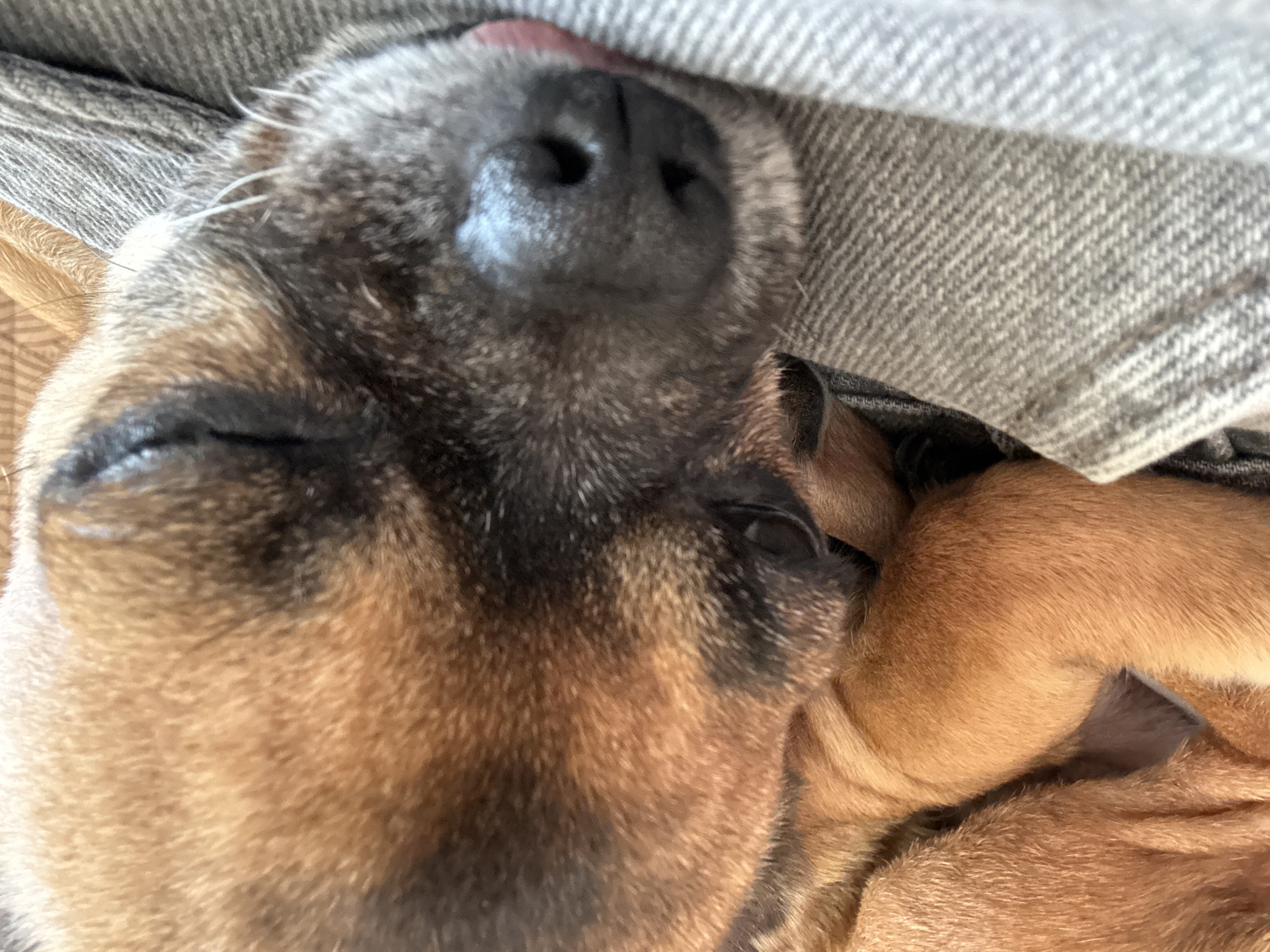 A close-up photograph shows a brown and gray puppy sleeping under a gray fabric. The puppy's nose is prominent and centered at the top of the frame, with its eyes closed. The lower portion of the image reveals the puppy's brown fur and skin folds. The setting appears to be indoors, with a gray, tightly woven fabric draped above the puppy. There is no evidence of a location in Anton, Bulgaria.