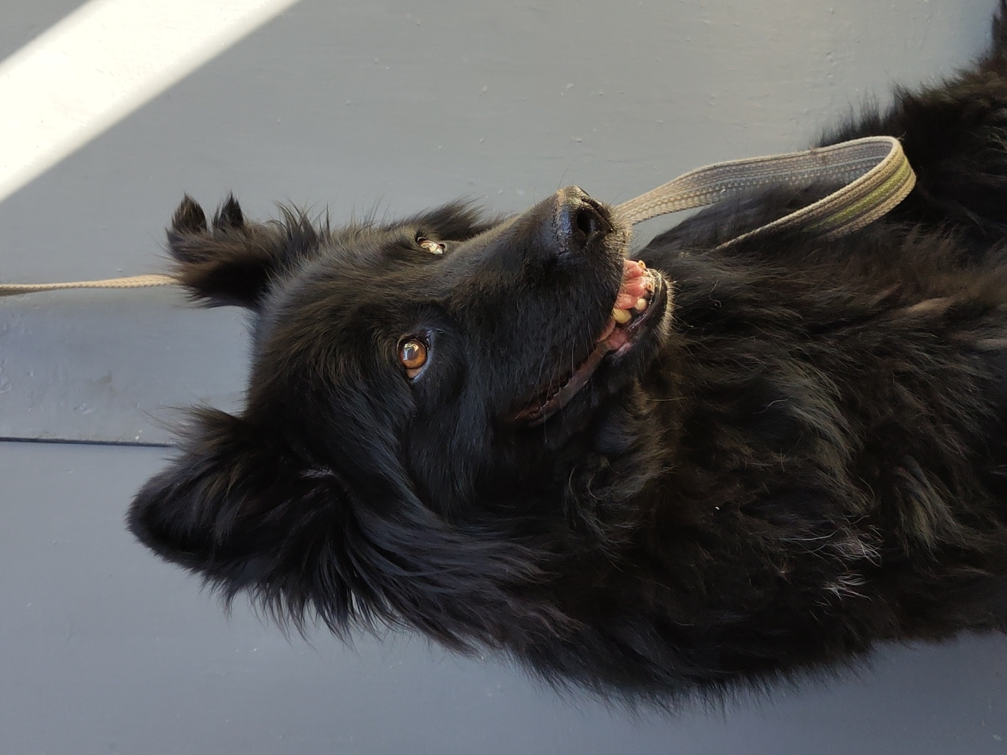 A medium shot captures the head and shoulders of a black, long-haired dog facing right. The dog's ears are pointed upwards, and its amber eyes are looking to the right. Its mouth is slightly open, revealing some of its teeth. A beige and green patterned leash is visible, looped around the dog's neck. The background is a solid, neutral gray wall, with a diagonal shaft of light illuminating the right side of the dog and the wall. The scene is lit by natural sunlight, creating a strong contrast between light and shadow.