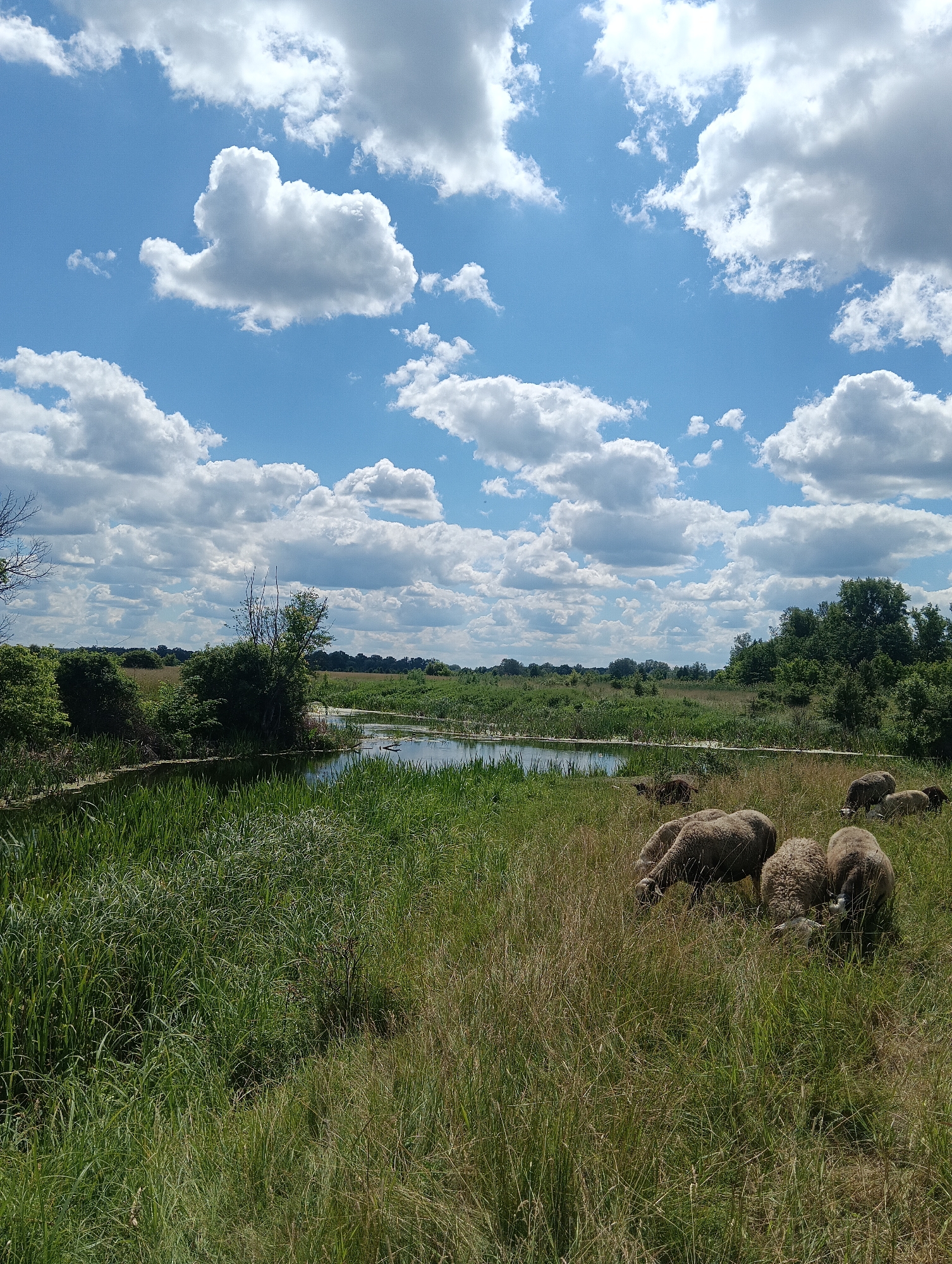 A flock of sheep grazes in a grassy field beside a calm body of water under a bright, cloudy blue sky. The water, surrounded by tall green reeds, reflects the sky and surrounding foliage. In the distance, a line of trees forms the horizon, with more dense greenery visible to the right. The sheep, predominantly light brown, are scattered across the foreground and mid-ground, with some in the process of eating grass. The overall scene depicts a tranquil rural landscape.