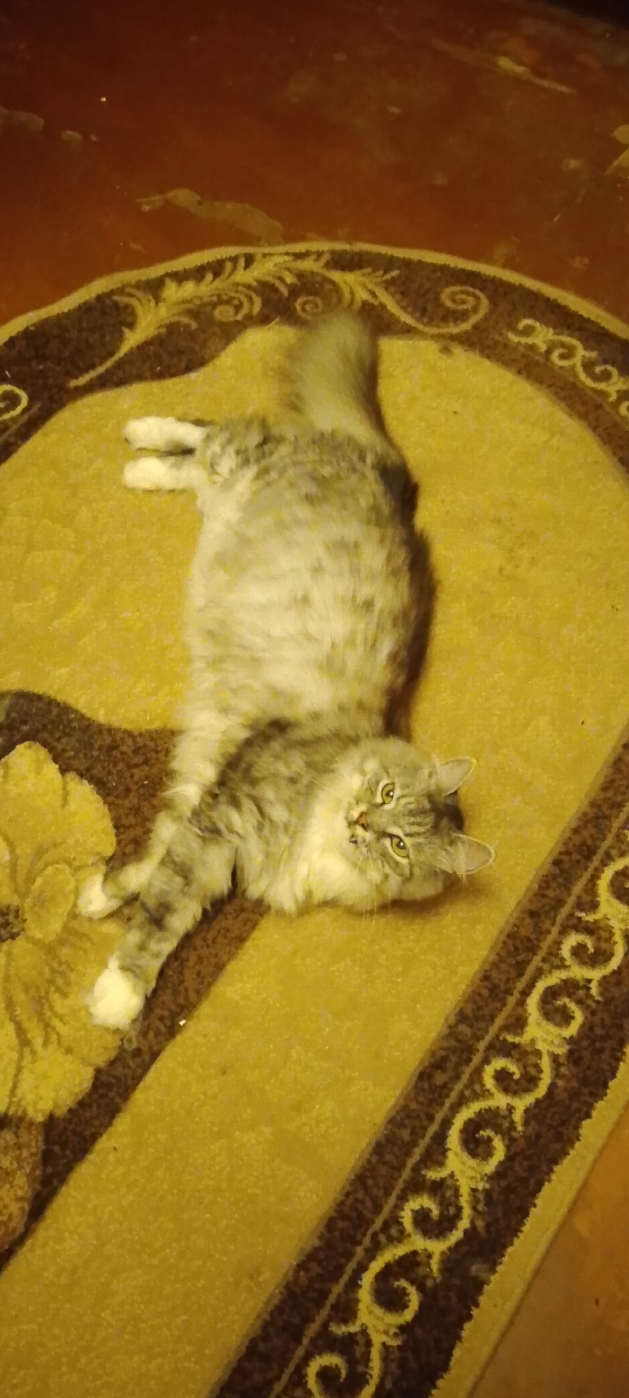 A long-haired tabby cat is lying on its back on a yellow and brown rug. The cat has green eyes and white paws. The rug has a floral pattern and an ornate border. The background is blurred and appears to be a wooden floor. The image was taken in Belgorod, Russia.