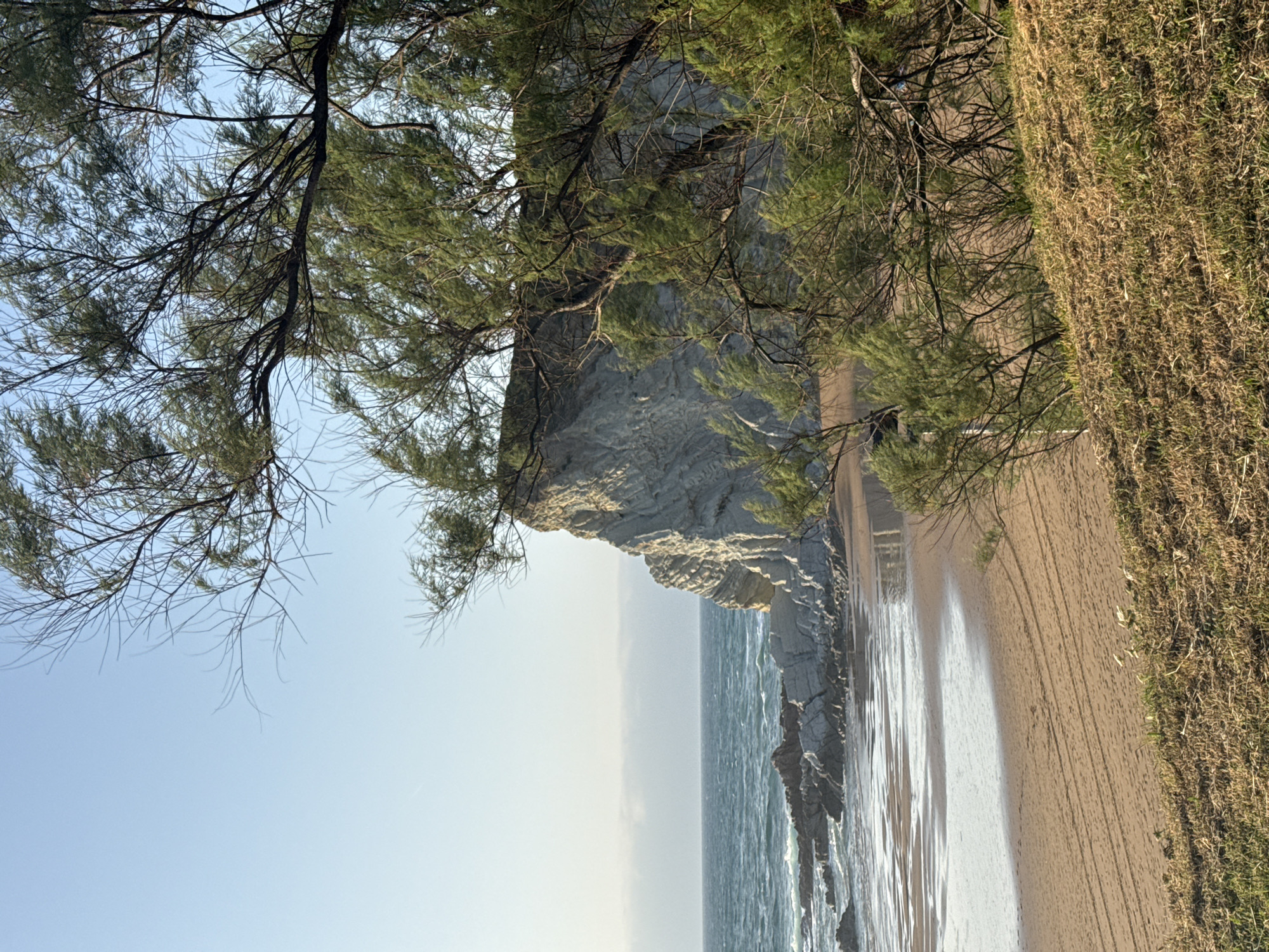 A view of the rugged coastline and beach at the Cantabrian Sea in Sopela, Spain, with a steep cliff face and rocky shore prominent. In the foreground, dry grass and vegetation frame the scene, with tree branches partially obscuring the view of the sea and cliffs. The beach is sandy with some wet sand areas reflecting the light. The water is choppy with visible waves breaking on the rocks. The sky is clear and blue.