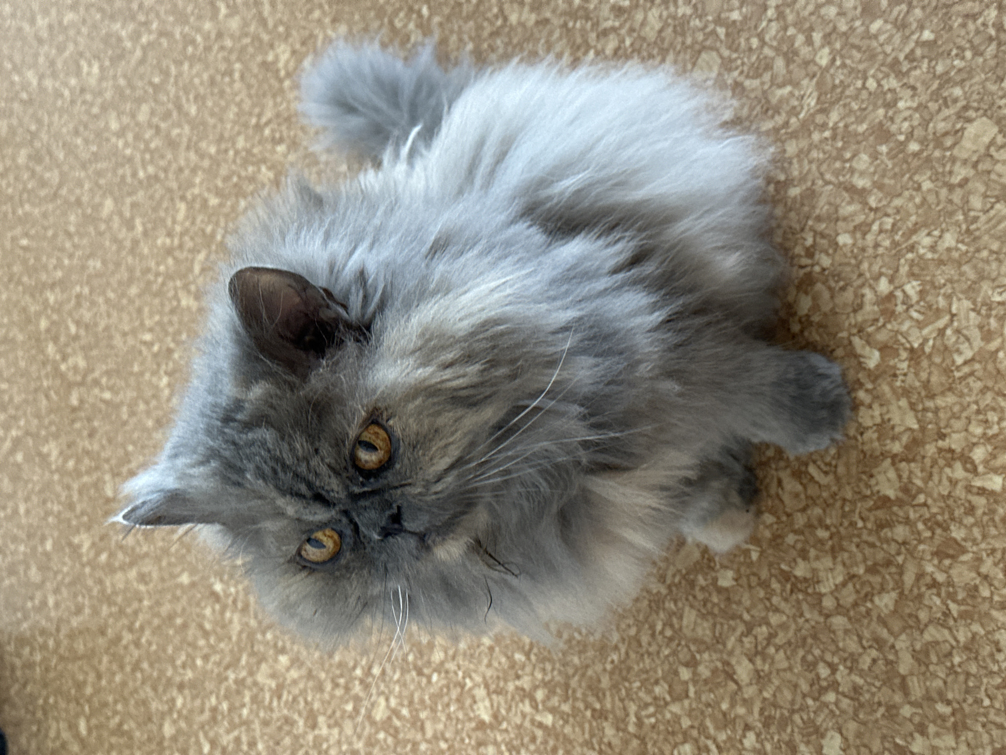 A fluffy, grey Persian cat with bright orange eyes is sitting on a light brown, speckled linoleum floor. The cat is looking upwards and to the left, with its ears perked. The background is a continuation of the linoleum floor. The image was taken indoors. There is no indication of the location being Chaikovsky, Russia.