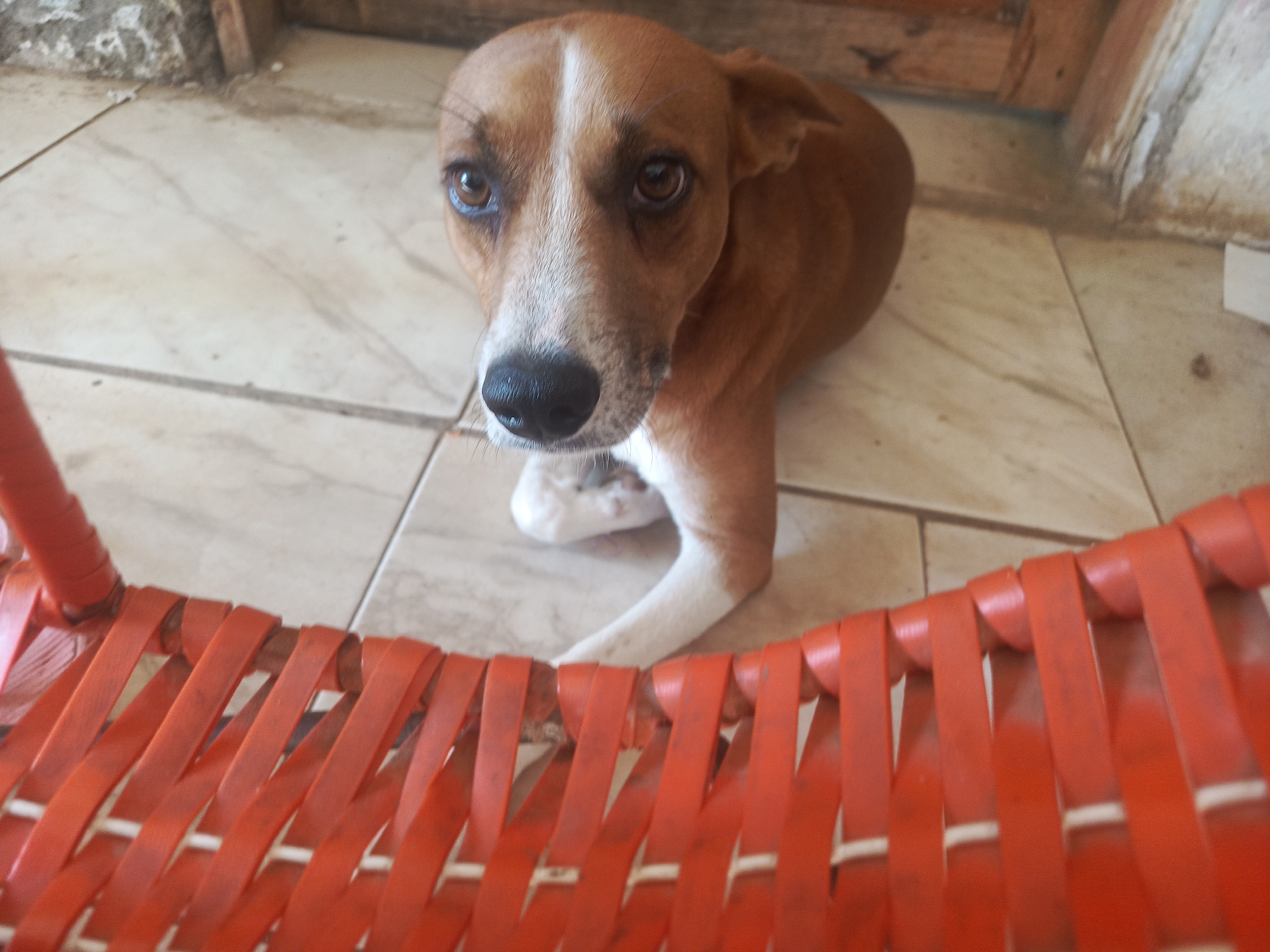 A dog, primarily brown with a white chest and face, is indoors on a tile floor. The dog is looking at the camera. A portion of an orange plastic chair is in the foreground. The location is indoors in Juan Griego, Venezuela.