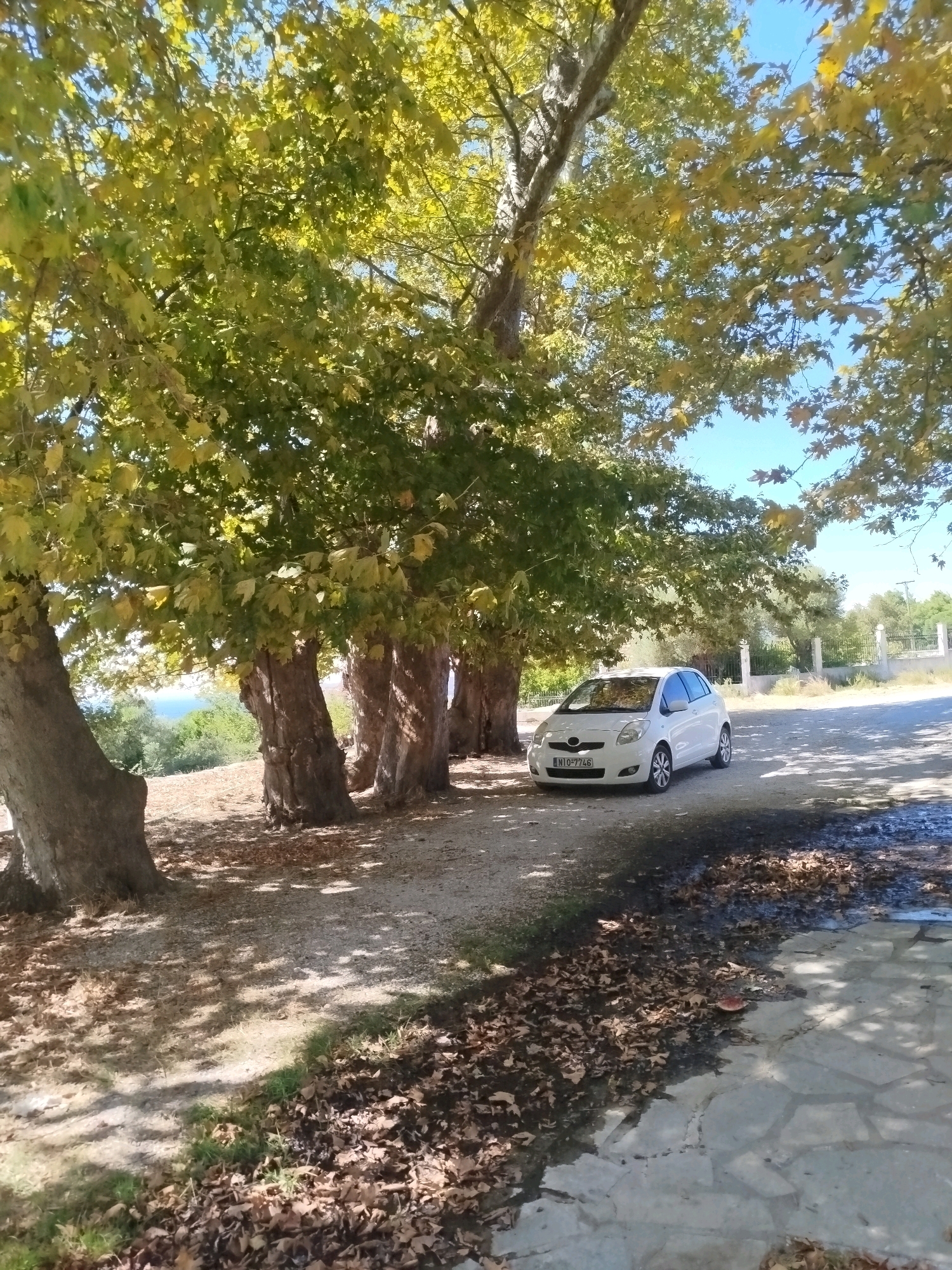 A white Toyota Yaris, license plate NIQ-7746, is parked on the side of a road under the shade of large trees with green and yellow leaves. The ground is a mix of dirt, gravel, and scattered fallen leaves. In the background, there is a fence and more trees. The scene is likely located in Sithonia Municipal Unit, Greece, possibly on a coastal road, as suggested by the distant view of the sea. The lighting indicates it is daytime with sunlight filtering through the leaves.