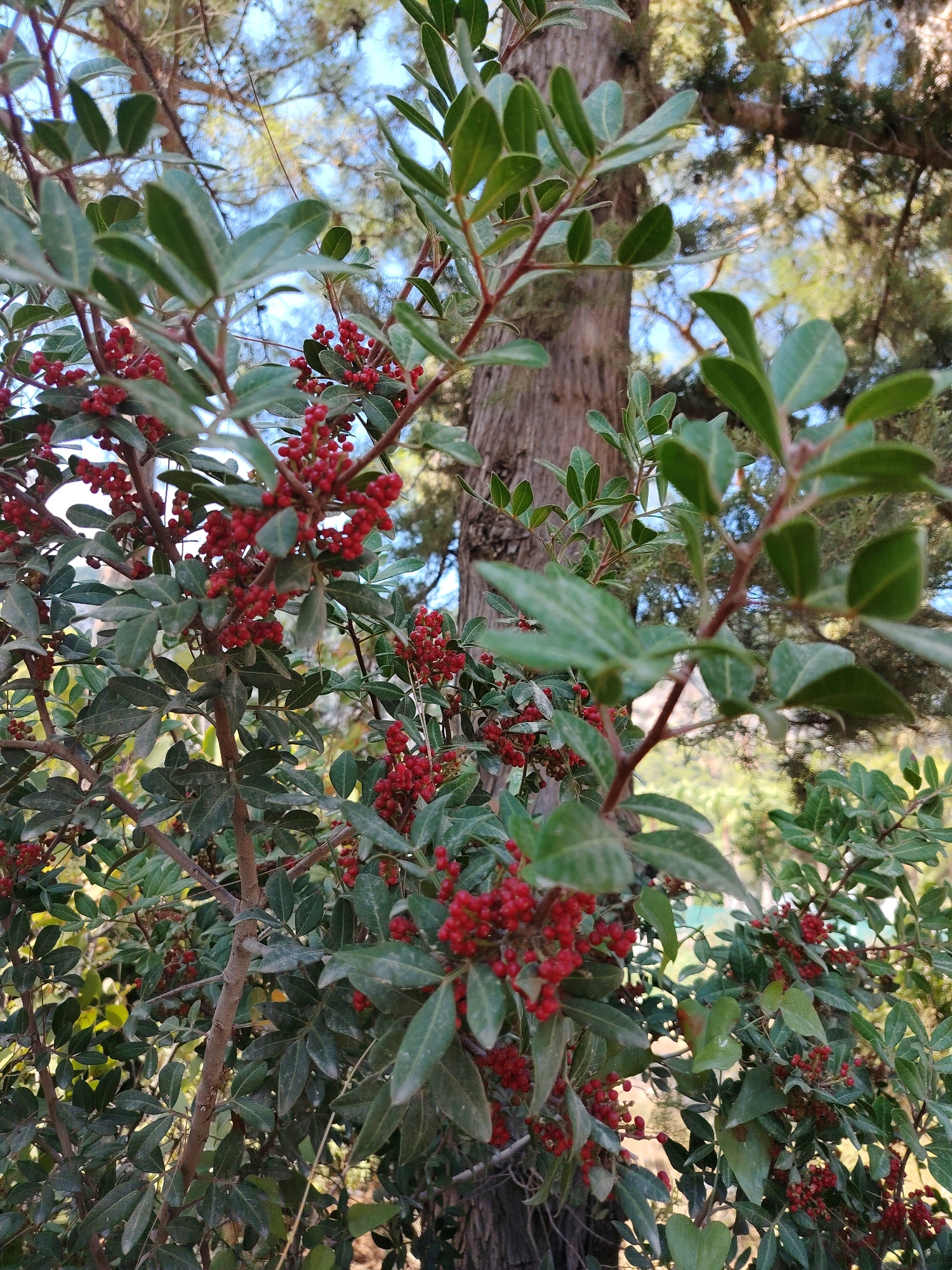 A medium-shot, outdoor, vertical photograph shows a close-up of a tree with green leaves and clusters of small red berries, possibly Mastic or Juniper. The tree is in focus, with its bark visible in the mid-ground. Behind it, out of focus, are other trees, including a large pine tree with textured bark, and a bright blue sky. The lighting suggests it is daytime. The scene is located in Kemer, Turkey, a coastal town known for its natural beauty.