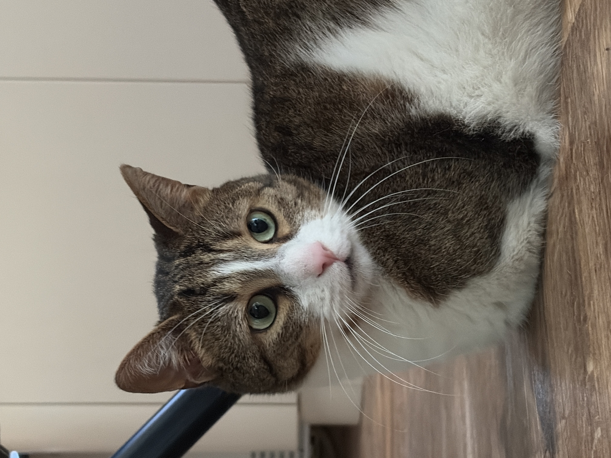 A close-up, eye-level shot shows a brown and white tabby cat lying on a wooden floor. The cat is facing the camera with its head tilted slightly. Its green eyes are wide open, and its pink nose is prominent. Long white whiskers fan out from its face. The cat's fur is a mix of brown tabby stripes and white patches. The background is out of focus, showing a beige wall with vertical lines and a dark cylindrical object on the left side of the frame. The lighting appears to be natural, coming from the front.