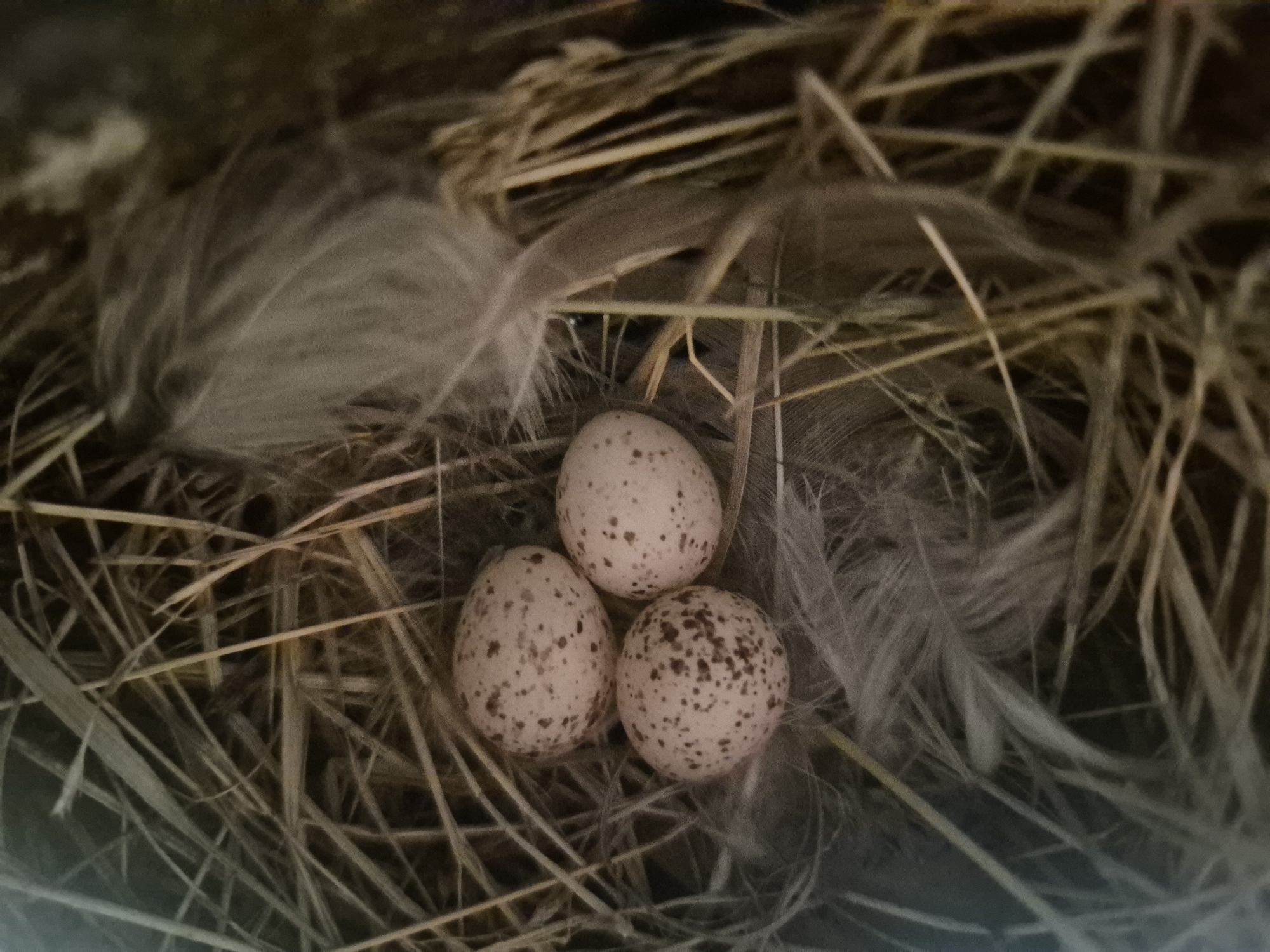 A close-up, top-down view captures a bird's nest constructed from dried grass and soft feathers. Nestled within the nest are three small, speckled eggs, predominantly pale pink with brown speckles. The nest is situated in an outdoor environment, possibly a park or garden, in the city of Karsha, Russia. No people or human activity are visible in the frame.