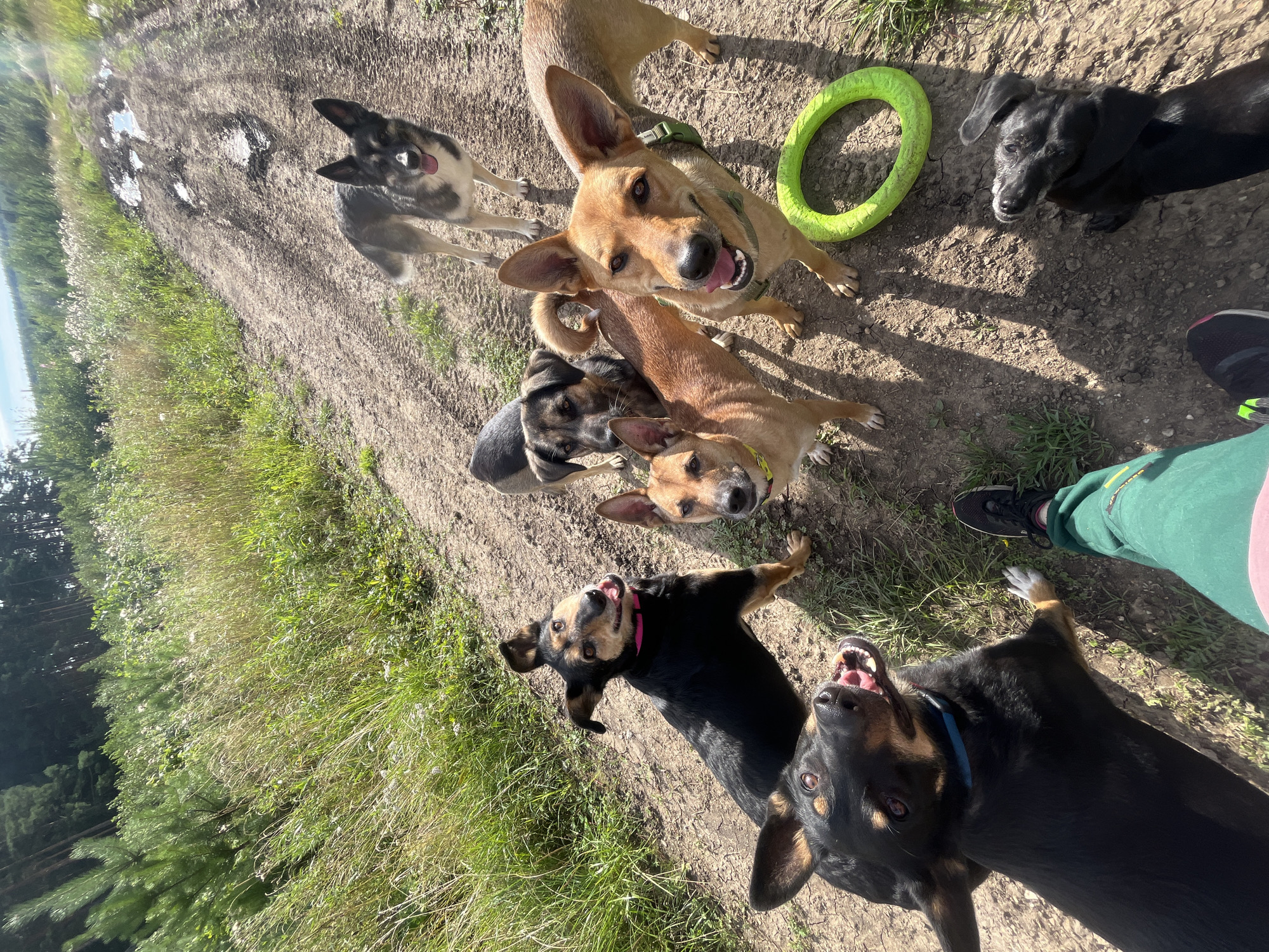 The image shows a group of six dogs gathered on a dirt road in a rural, outdoor setting. The dogs are of various breeds and sizes, with some standing and others sitting or lying down. They appear alert and engaged, with several looking directly at the camera. One dog is playing with a green ring toy. The road is unpaved and appears to be in a natural environment, with grassy areas and trees visible in the background. The sky is visible and appears to be blue with some clouds. The scene suggests a casual outing or activity with the dogs in a natural environment. There is no indication of the specific city of Nizhny Tagil, Russia, in the image itself.
