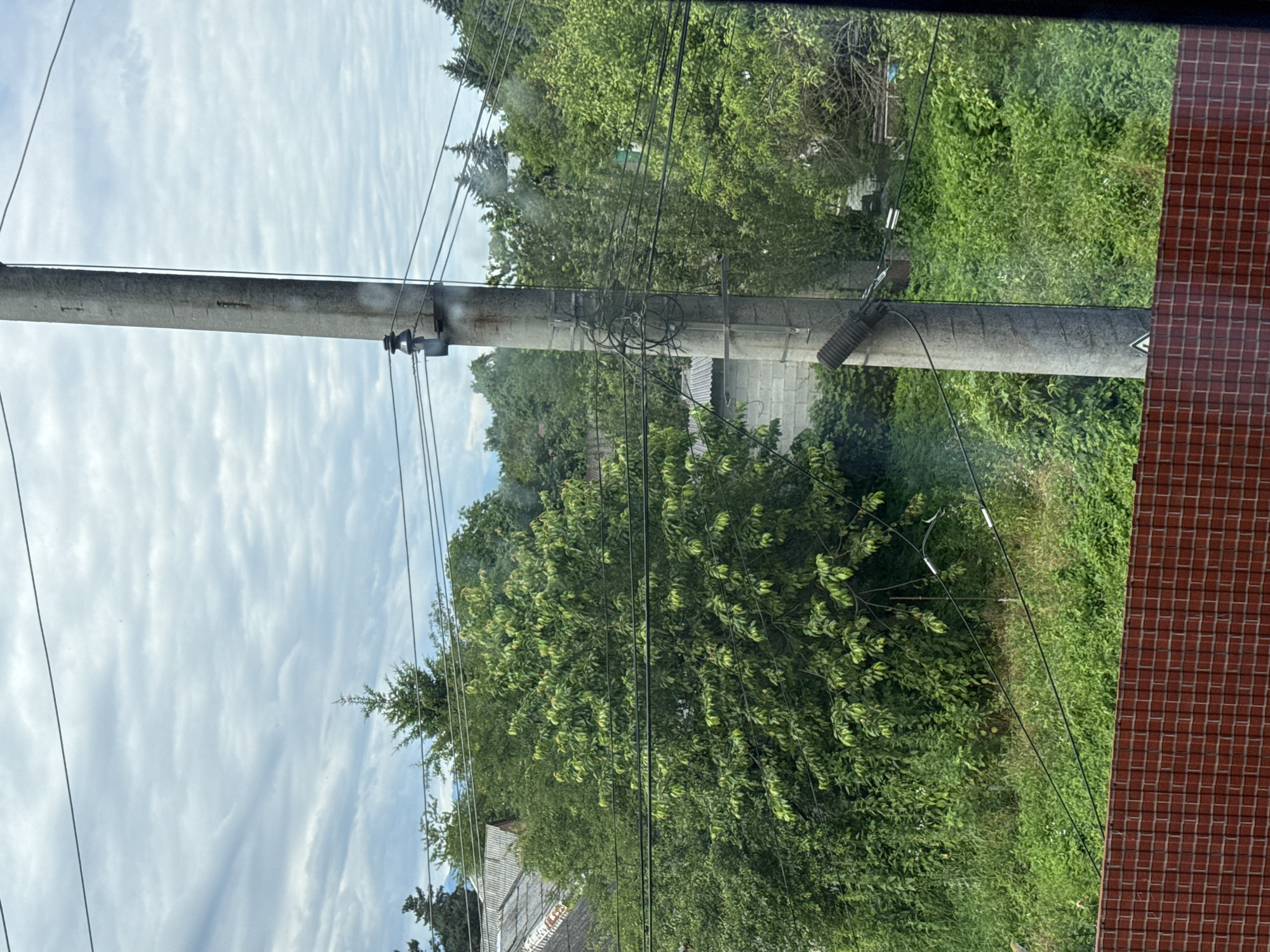 The image depicts an overcast sky with layered clouds, viewed from a window. In the foreground, a portion of a red brick fence is visible. Dominating the midground is a tall, weathered concrete utility pole with several black wires strung between it and other unseen points. The pole has various attachments and coiled wires near its base. To the left of the pole, dense green foliage, including a large tree, obscures some structures and more greenery. Behind the foliage, glimpses of what appear to be rooftops of houses and a block building are discernible. The background is filled with more trees, some appearing to be coniferous. The scene suggests a residential area in a rural or suburban setting, likely Oktyabrskoye, Russia, given the utility pole and the style of the houses. There are no people or animals visible in the image, and no discernible actions or interactions are taking place. The environment is lush with vegetation, indicating a warm season.