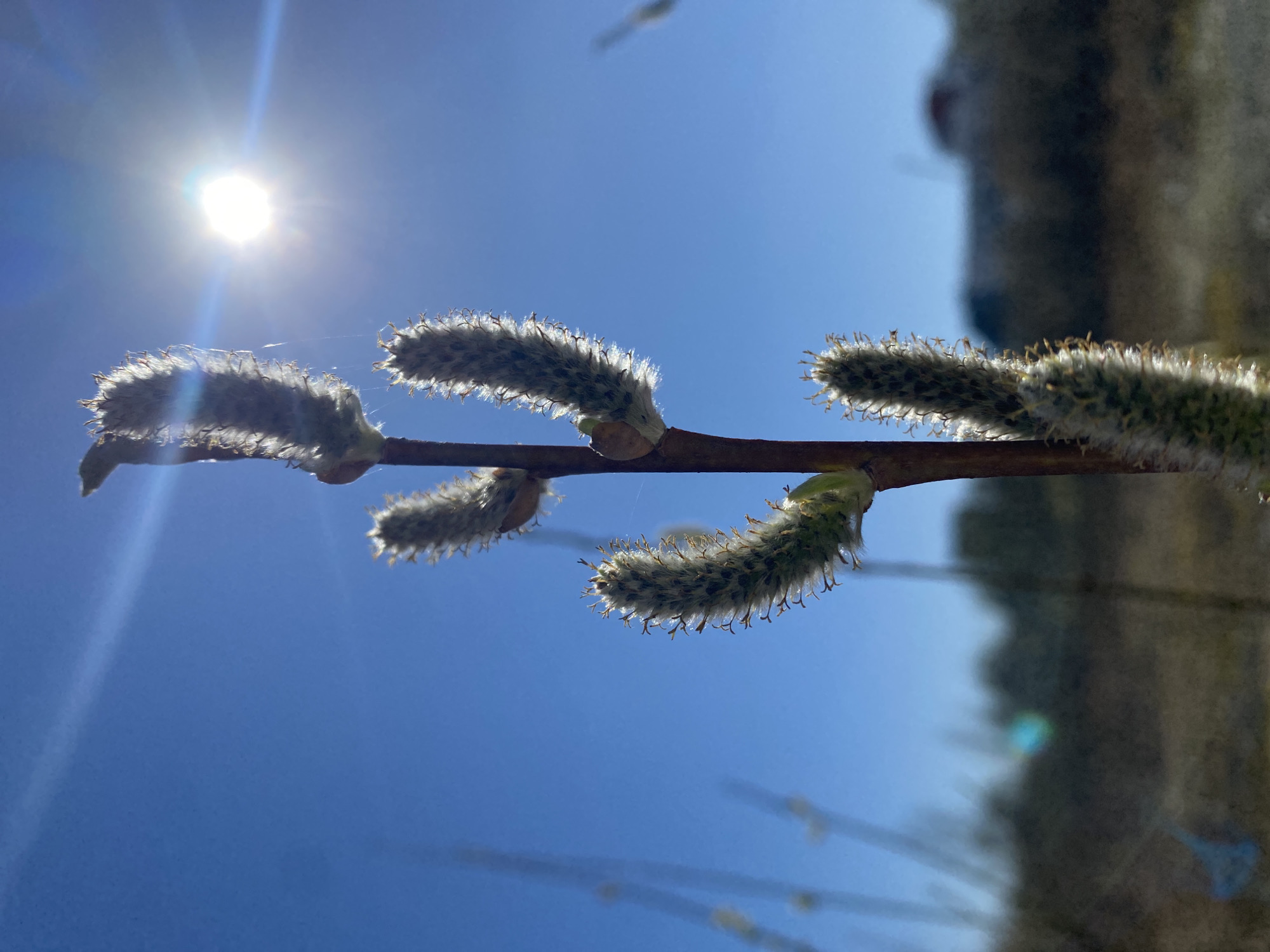 A close-up shot, taken from below, shows a branch of a pussy willow against a clear blue sky with the sun shining brightly. The branch extends horizontally across the frame, holding four distinct catkins or buds. The catkins are characterized by a soft, fluffy appearance, with a mix of grey and white colors, and small brown tips. Some of the catkins are partially open, revealing light green structures. A few faint strands of what appears to be spiderweb are visible. The sun's glare is intense. The location and details for Yekaterinburg are not possible to ascertain from just the image.