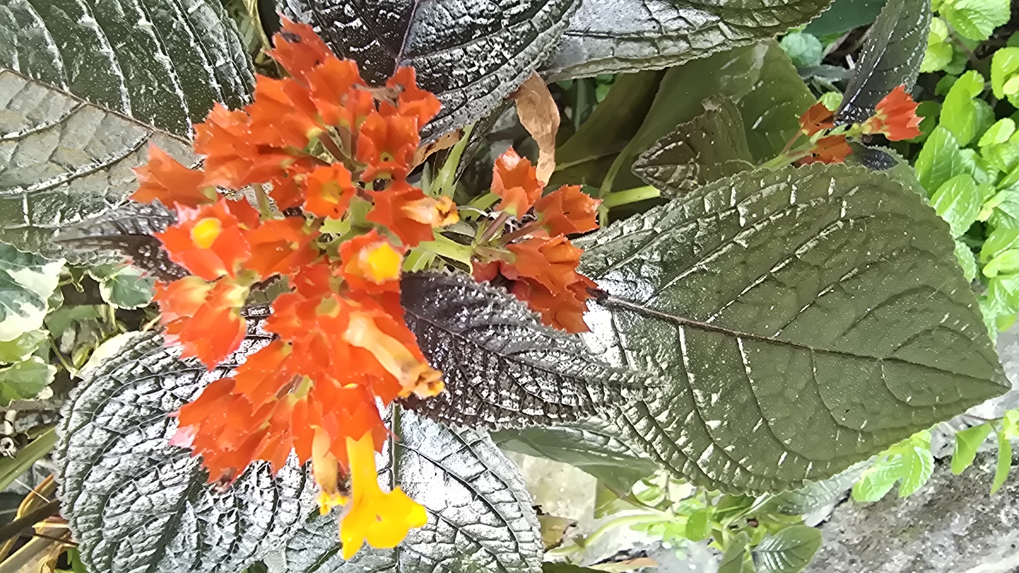 The image shows a close-up of a plant with textured, silvery-green leaves and clusters of bright orange-red flowers with yellow accents. Some smaller green plants are visible in the background. The location is Banjarangkan, Indonesia.