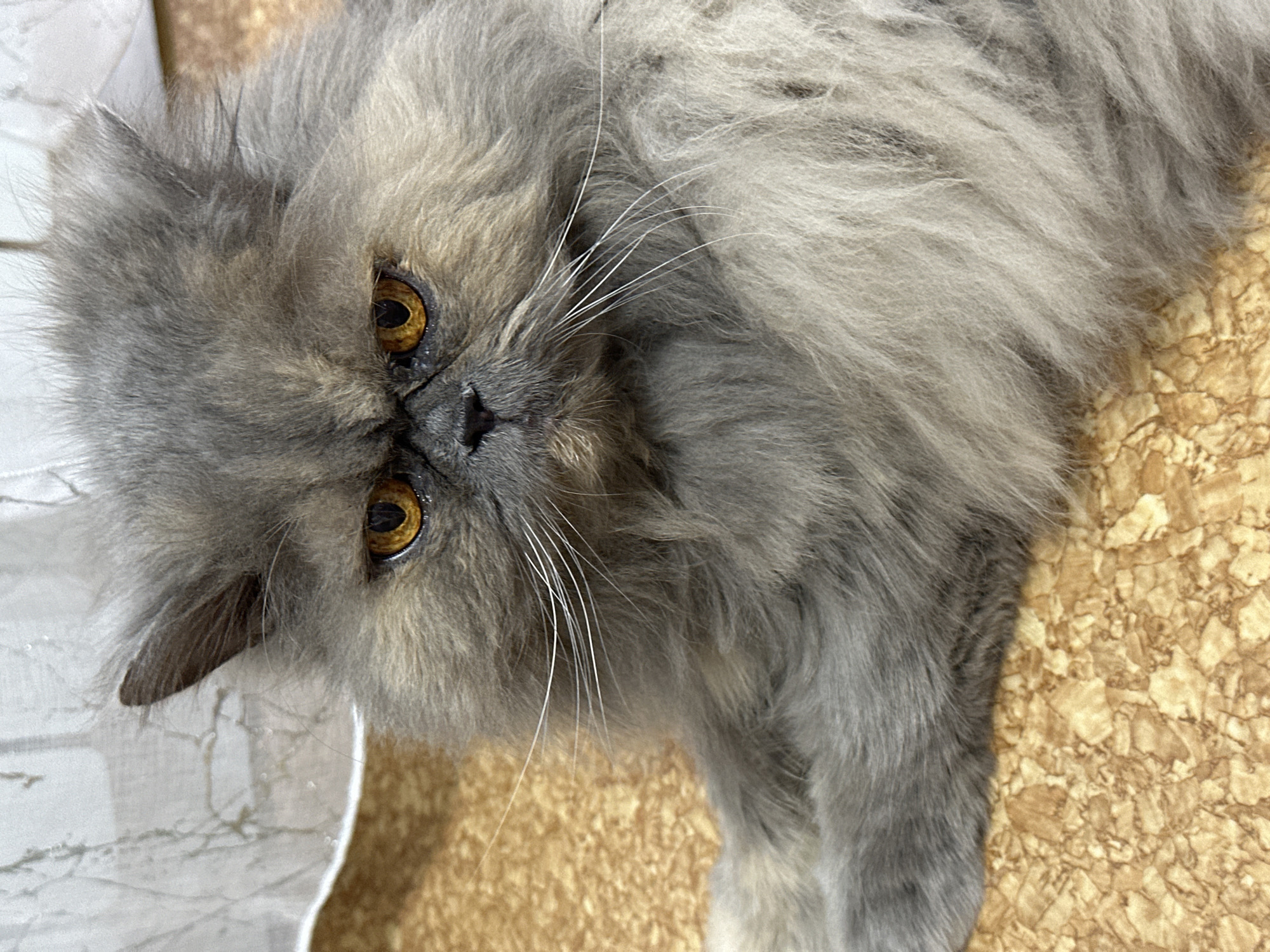 The scene, located in Chaikovsky, Russia, presents an eye-level, close-up portrait of a long-haired cat, likely a Persian or a similar breed, distinguished by its dense, fluffy, blue-grey and light grey fur. The cat is lying in a prone position on a textured, light brown cork floor, with its front paws extended forward, partially obscured by its fur.
The central focus is the cat's face, which features two prominent, intense, deep amber-orange eyes with constricted pupils, conveying a concentrated or stern expression. A dark, flat nose is visible above the barely discernible mouth. Numerous long, white whiskers radiate outwards from the muzzle. The cat's ears are small and rounded, largely obscured by its thick fur, with the interior of the visible left ear showing darker fur.
In the background, behind the cat's head, a light-colored, possibly white or off-white, textured fabric resembling a curtain or drapery is visible, exhibiting soft folds. The lighting is diffuse and even, illuminating the subject uniformly without creating harsh shadows, indicating an indoor environment. No other subjects, people, or significant actions are present within the frame.