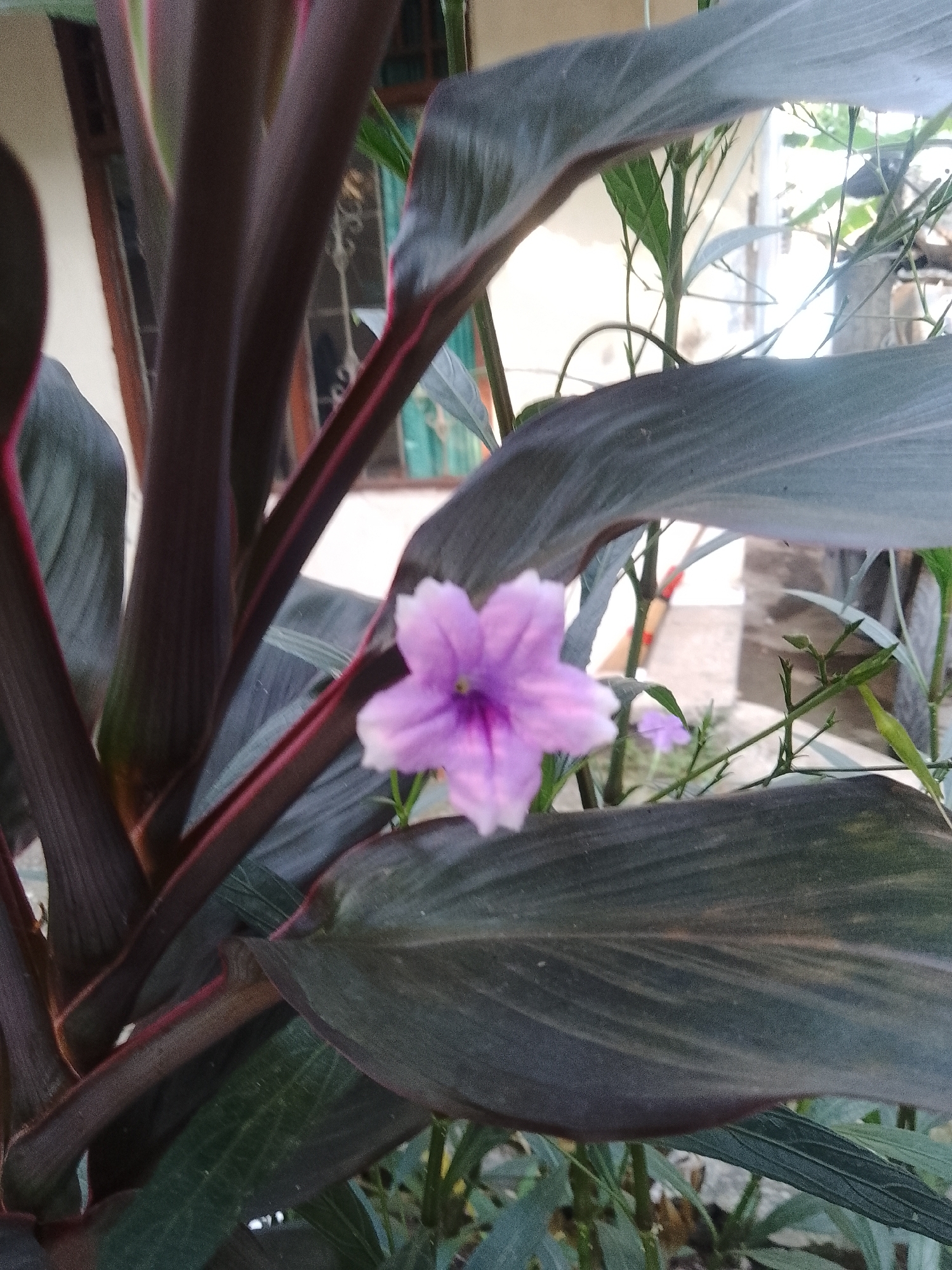 The image depicts a close-up view of a plant with large, dark leaves and a single purple flower. The plant's stems are thick and have a reddish-purple hue, contrasting with the muted green of the leaves. The flower, a delicate shade of lavender, is the focal point, with its five petals slightly unfurled. Behind the plant, a residential building with light-colored walls and a window is visible. The environment appears to be outdoors, likely a garden or yard, with other plants and foliage in the background. The lighting suggests it is daytime. The scene is static, with no people or discernible actions taking place. The setting is consistent with a residential area in Bekasi, Indonesia, given the architectural style and vegetation.