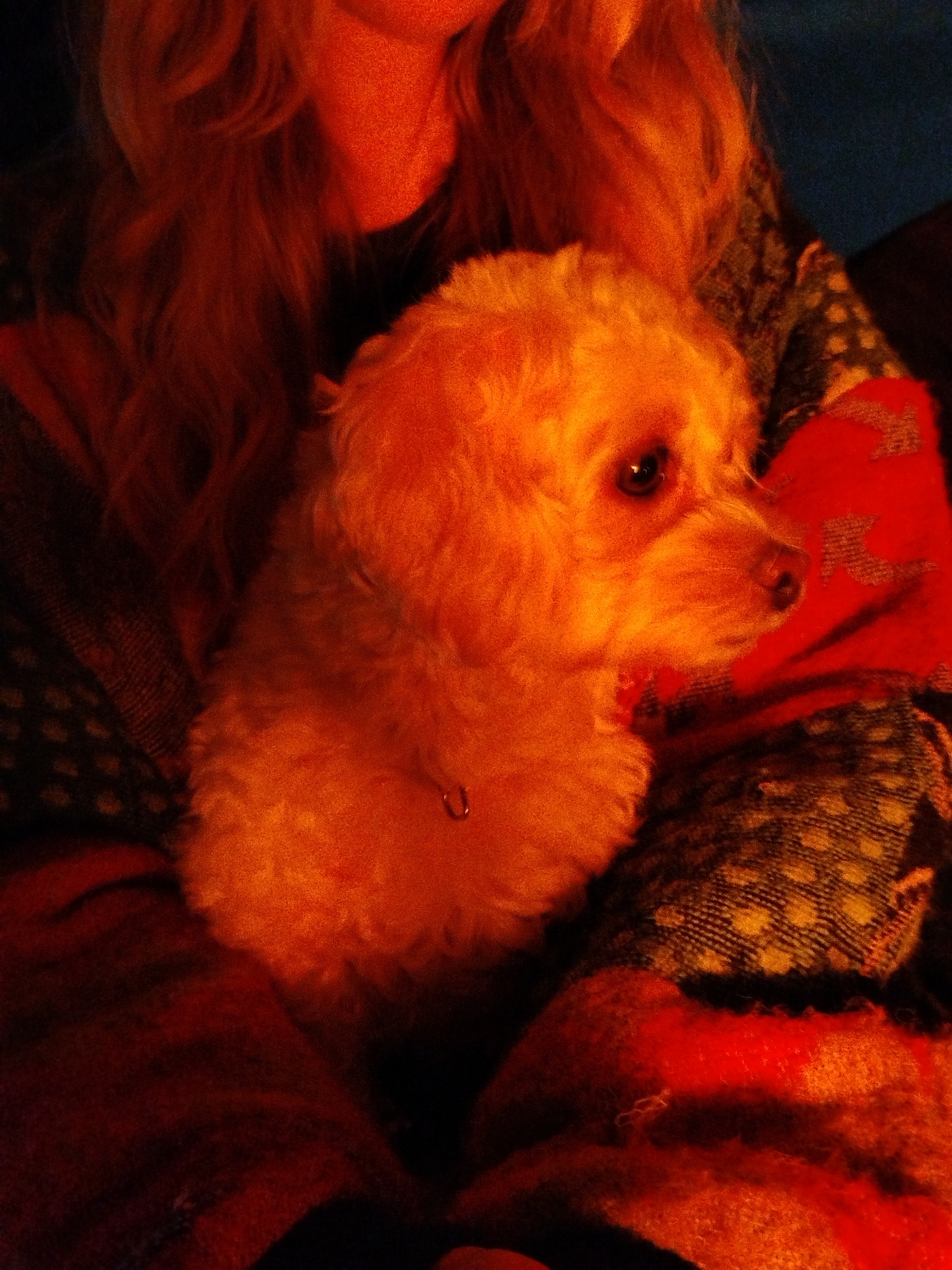 A close-up, warm-toned indoor shot focuses on a small, tan-colored dog being held in someone's arms. The dog appears to be a poodle or a similar breed with curly fur, and it is wearing a small collar. Its gaze is directed to the right. The person holding the dog is partially visible, with only their shoulder and a bit of their reddish-blonde hair appearing. The person is wearing a patterned blanket, which includes a mix of dark gray/black and red patches. The location is not determinable from the image.
