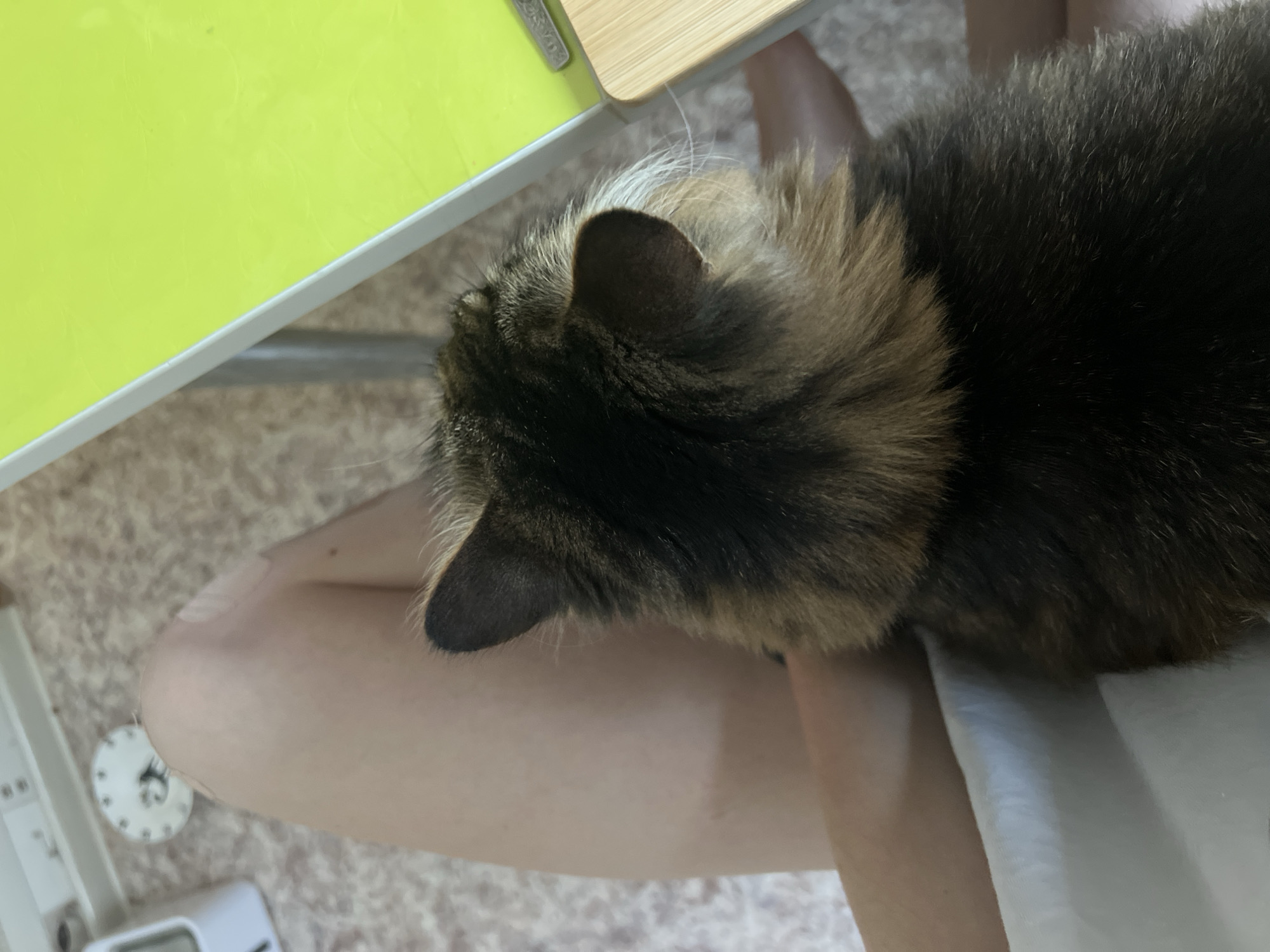 The scene, located in Chaikovsky, Russia, depicts a domestic cat resting on a person's lap within an indoor environment. The cat, viewed from above and behind, displays a coat primarily composed of dark brown and black fur with distinct lighter brown and tan markings, particularly around its neck and ears. White whiskers are visible protruding from behind its right ear. It is positioned on the bare upper leg and knee of a person, identifiable by light-toned skin. A small, light-colored adhesive bandage is visible on the person's knee. To the right of the cat, a table or desk with a prominent neon green surface and a light-colored, possibly wooden, edge is visible. The floor in the background is light-colored and exhibits a subtle textured or patterned surface. Further in the out-of-focus background, a white rectangular object and a circular object with markings, possibly a clock face or dial, are discernible.