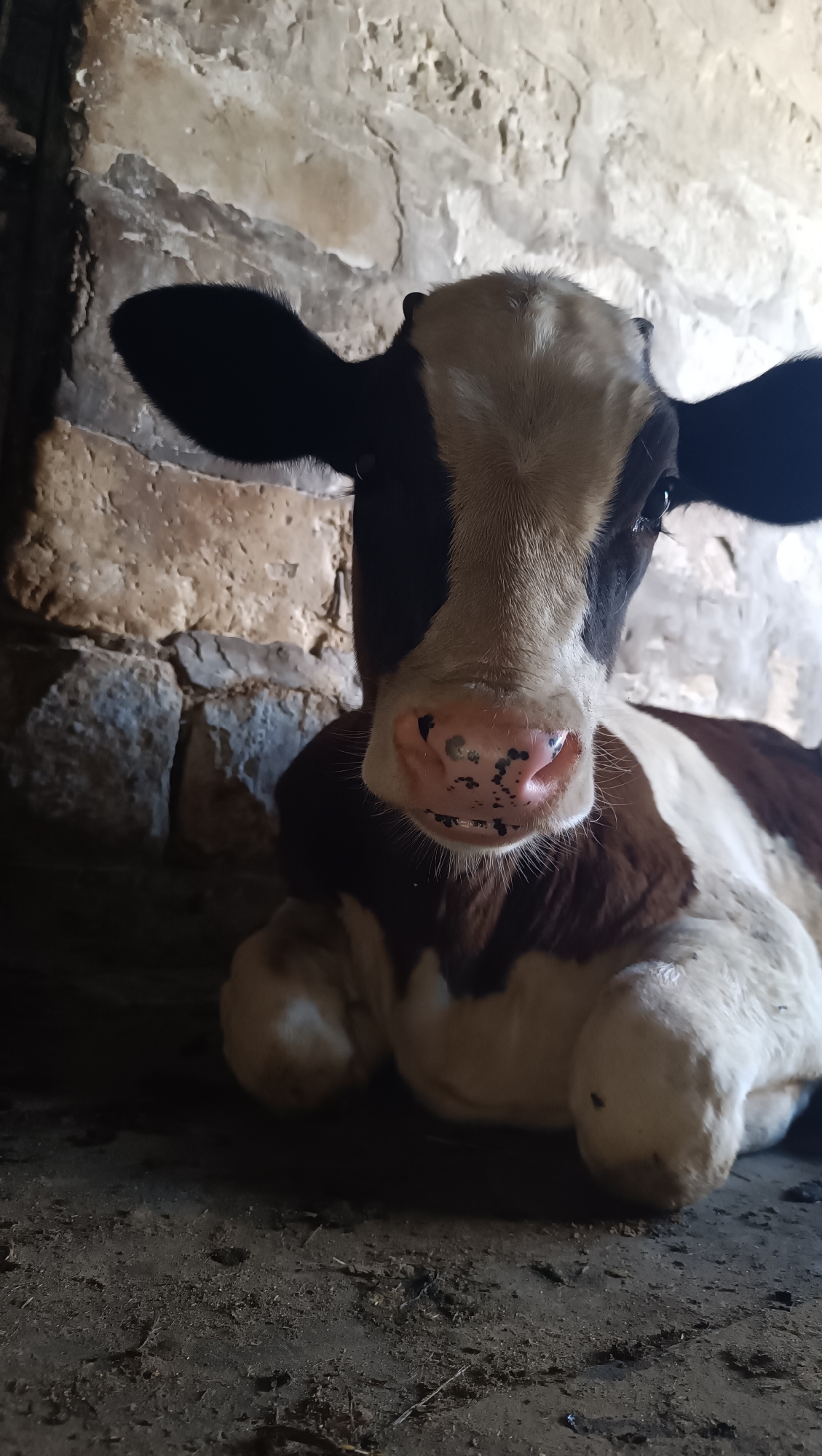 A young calf with black and white markings lies on a dirt floor indoors. The calf is facing the camera with its head slightly tilted. The background consists of a rough, stone wall. The scene appears to be in a rustic or rural setting. There is no indication of the city of Karsha, Russia, or any specific urban environment.