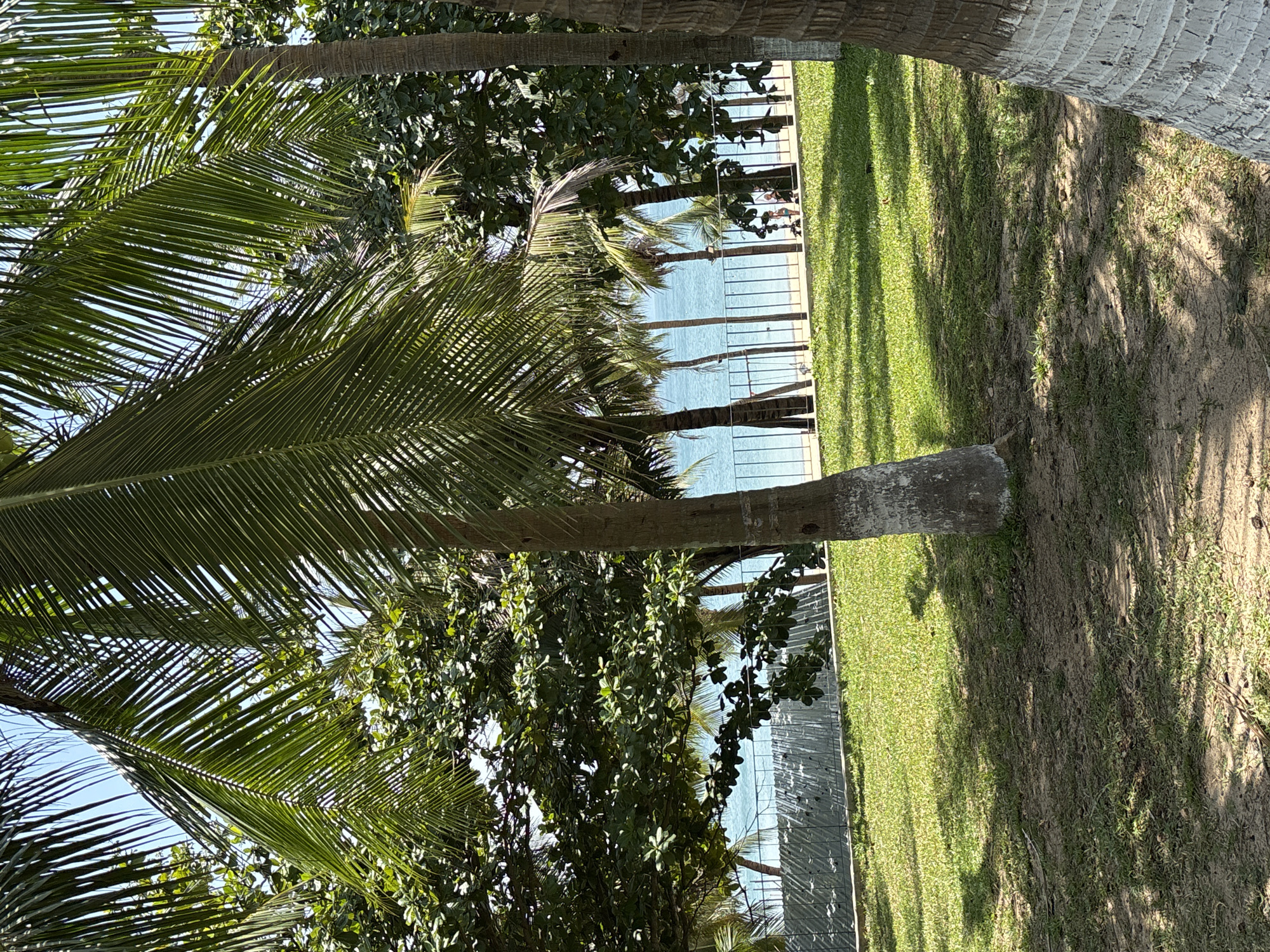 The image presents a view in Đà Nẵng, Vietnam. A palm tree is prominently featured in the foreground. The scene is outdoors, characterized by green grass and other trees. In the background, a body of water is visible, possibly a bay or the sea. A fence runs along the edge of the grass area, separating it from the water. The lighting indicates it is daytime. There are no people in the image. The image is taken from a slightly low angle, looking up through the trees.