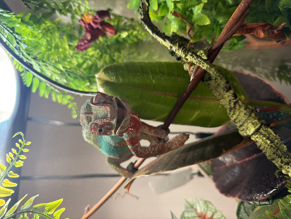 A chameleon, exhibiting a mix of red, blue, and green coloration, grips a brown branch within an enclosure. The chameleon's mouth is agape, revealing the interior of its mouth. Lush foliage surrounds it, including green leaves, a faux branch, and synthetic plants. A white light illuminates the scene, reflecting off the leaves and cage bars. The mesh cage and a burgundy flower add depth to the habitat.
