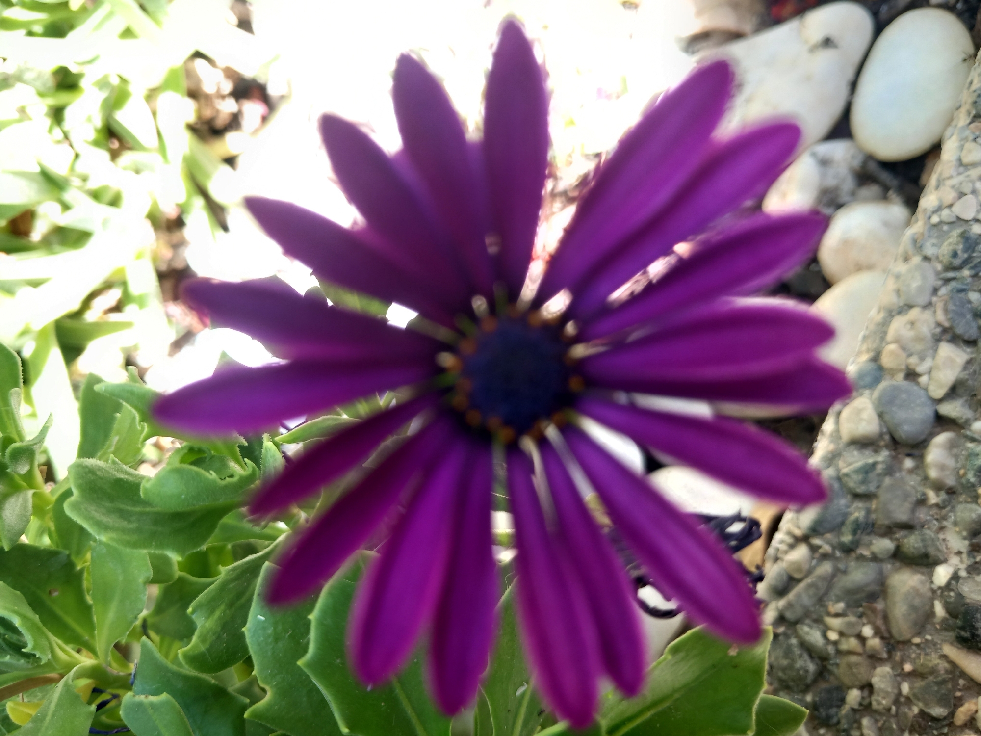 A close-up, eye-level, slightly blurred shot focuses on a vibrant purple flower with a dark blue center and yellow stamens. The flower's petals, fanning out, appear to be made of thin, smooth material and are tinged with a lighter hue at their tips. To the left of the flower, lush green leaves with serrated edges are visible. The foreground is occupied by a collection of pebbles and smooth, white stones. The background is out of focus, showing a bright, possibly sunlit area with hints of green foliage and white shapes. There are no people or visible actions taking place. The scene appears to be outdoors, potentially in a garden or natural setting. The location is identified as Unknown, Unknown.