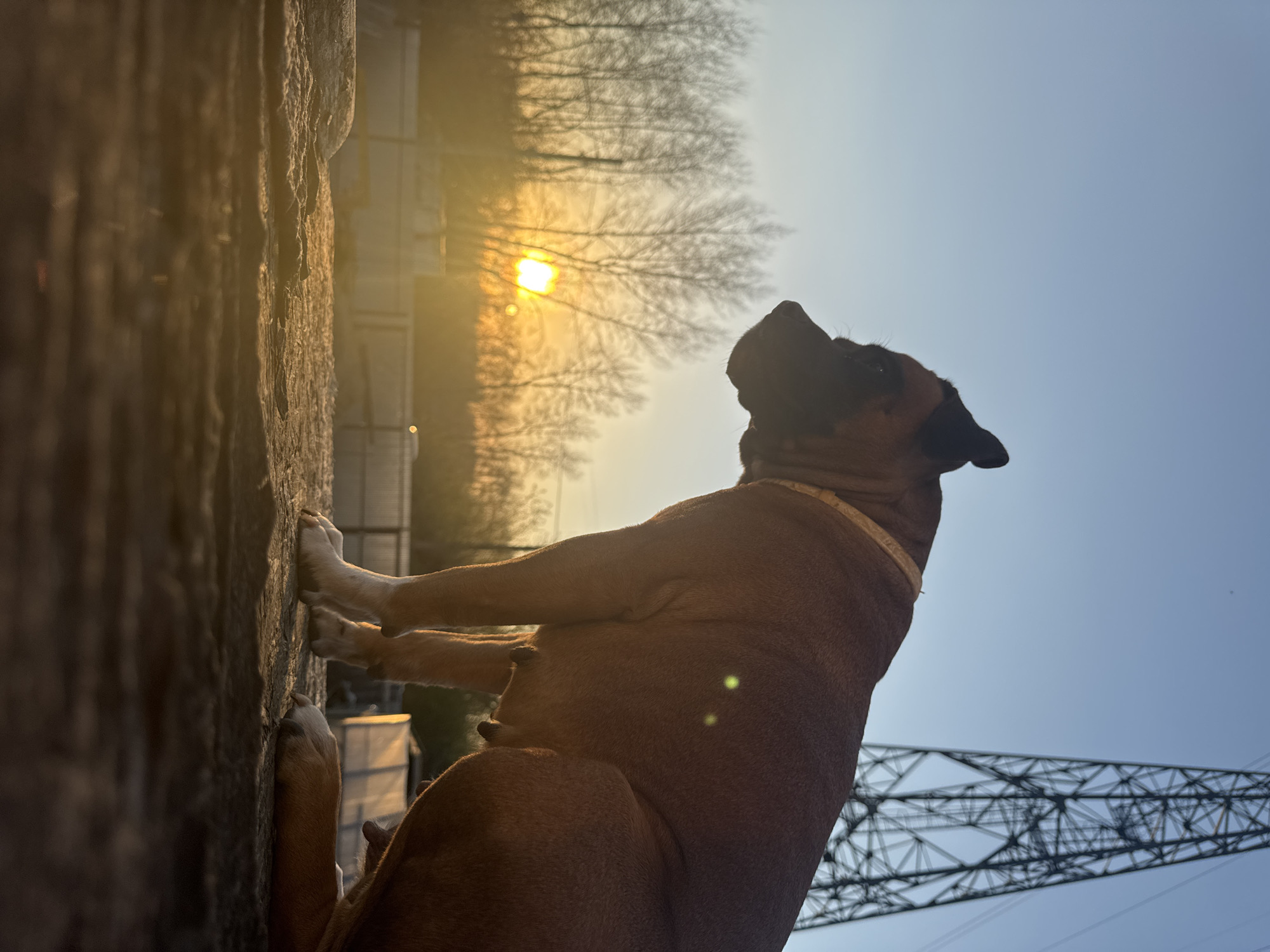 A dog is standing against a stone wall, looking up at the sky. The scene is backlit by the sun, which is partially obscured by trees in the background. An electrical transmission tower can be seen in the lower right corner of the image. The location is Chaikovsky, Russia.
