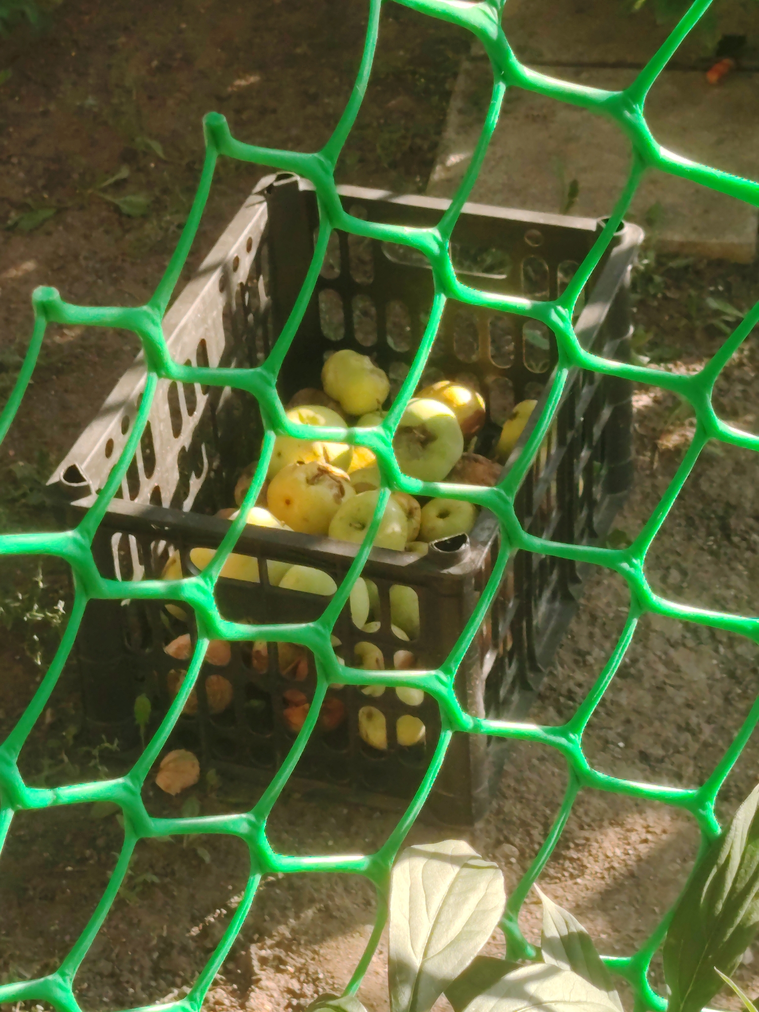 The image shows a close-up of a black plastic crate filled with yellow apples, seen through a green mesh fence. The crate is placed on the ground, which appears to be dirt or gravel with some dry leaves. The background is blurred but suggests an outdoor setting with more foliage and possibly a paved area. Sunlight is casting shadows, indicating it is daytime. The image does not provide any specific visual cues to determine its location in Astana, Kazakhstan.