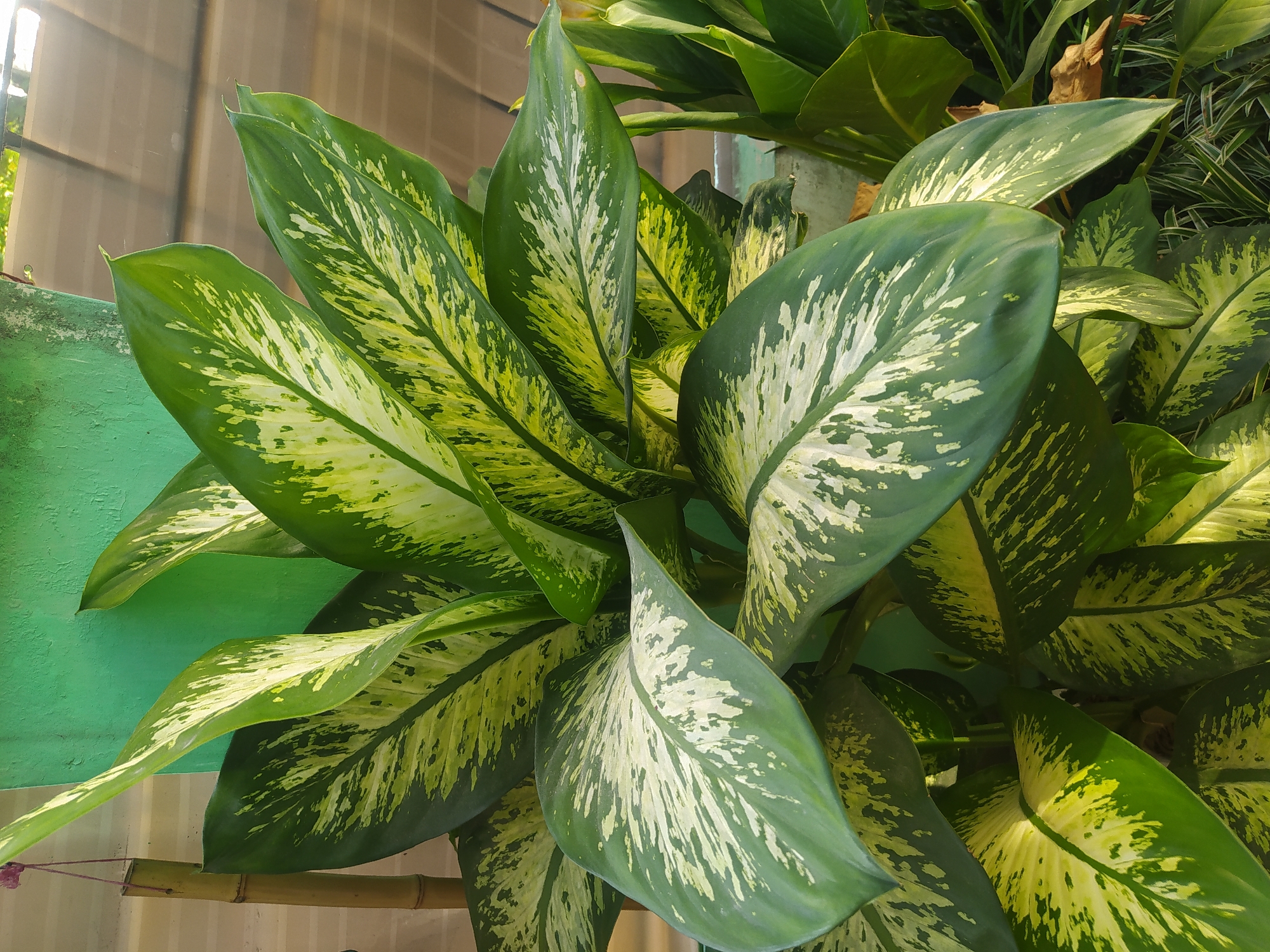 In Sroyo, Indonesia, a close-up shot captures a vibrant Dieffenbachia plant, also known as Dumb Cane, luxuriating in natural light. The plant's large, glossy leaves display a striking pattern of deep green margins and a variegated center of creamy white and lime green streaks, creating a captivating mosaic. Sunlight filters through the leaves, casting subtle shadows and highlighting the textured surfaces. The background is a blur of muted colors, suggesting an outdoor setting. A portion of a pale green wall is visible, along with a hint of a slatted roof or structure, suggesting a semi-covered outdoor space. To the left, a bamboo pole, likely part of a support structure, stands vertically, its rough texture contrasting with the smooth leaves. The overall impression is one of lush, tropical foliage thriving in a serene environment.