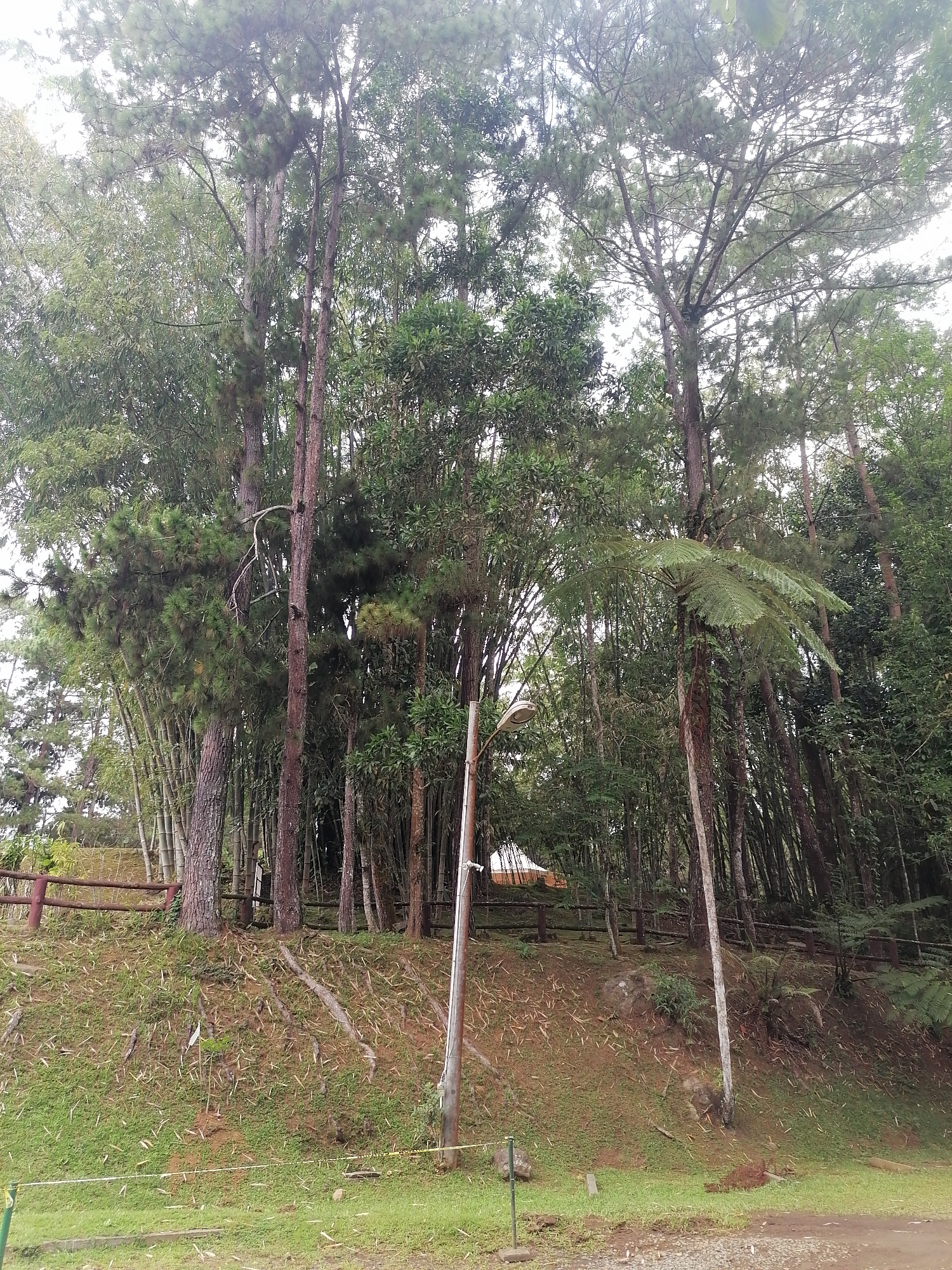 The image shows a dense forest with tall trees, bamboo stalks, and ferns. A wooden fence runs along a grassy slope, and a lamp post stands beside a dirt path. In the background, a small building with a white roof is visible. The scene appears to be a natural park or a similar recreational area, possibly located in the highlands of Davao City, Philippines, given the tropical flora and humid atmosphere. There are no people visible in the image.