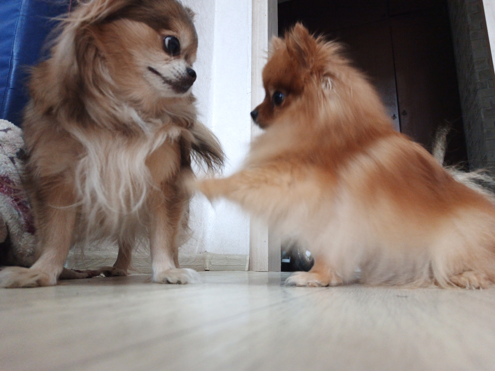 Two small dogs, one tan-colored and fluffy, the other brown with longer fur, are on a light-colored wooden floor. The tan dog, positioned on the right and in focus, is reaching out a paw towards the brown dog. The brown dog, on the left and slightly out of focus, is looking towards the tan dog. The background consists of a white wall with a faint pattern and a dark doorway. The scene appears to be indoors. There is no information in the image that can be used to determine the location within the city of Zlatoust, Russia.