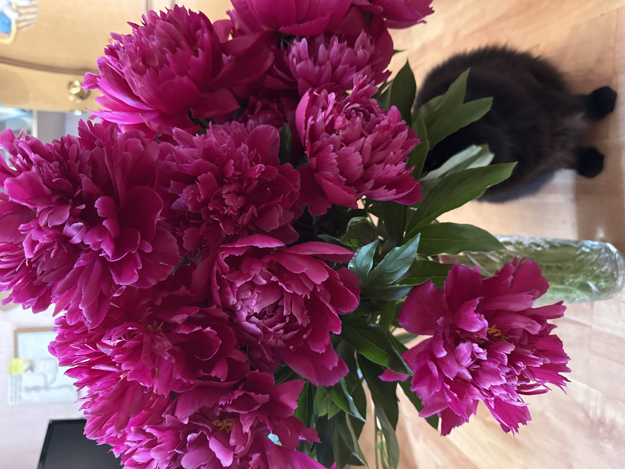A bouquet of vibrant pink peonies is displayed in a glass vase on a light-colored wooden floor. The peonies are in full bloom with lush, layered petals. Green leaves are interspersed among the flowers. In the lower right portion of the image, the back of a fluffy black cat is visible, facing away from the camera. The background is softly blurred, showing elements of an indoor setting, possibly a home in Chaikovsky, Russia, with a hint of a doorway and a wall with a framed picture.