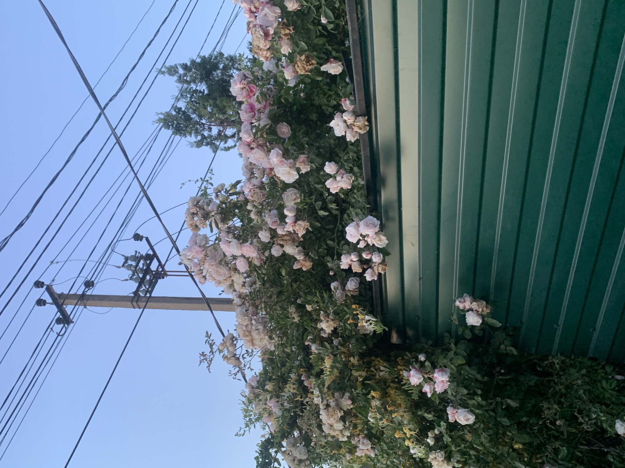 A dense growth of climbing roses, predominantly pale pink and some withered blooms, cascades over a dark green corrugated metal fence. The fence runs horizontally across the lower portion of the frame. Above the fence, a concrete utility pole with electrical wires is visible against a clear, pale blue sky. In the upper right background, the dark green foliage of evergreen trees can be seen peeking through the tangle of wires. The scene appears to be outdoors in an urban or suburban setting, with the specific location being Golubitskaya, Russia. There are no people or animals visible in the image. The lighting suggests it might be late afternoon or early morning.