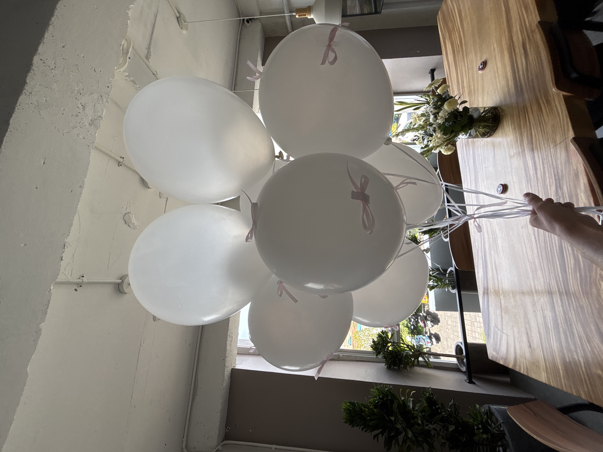 The image shows a cluster of approximately eight white balloons, each adorned with a delicate light pink ribbon, being held by an adult hand in the bottom right corner. The perspective is upward-looking, emphasizing the balloons and the interior setting.
The setting is an indoor space, likely a cafe or restaurant, characterized by a raw, light-colored concrete ceiling and walls, with visible pipes and conduits running across them. Natural light illuminates the scene, suggesting it is daytime. To the right, a warm-toned wooden table is visible, featuring a clear glass vase holding a bouquet of white and green flowers, possibly chrysanthemums. Two small, round decorative items are also placed on the table.
Beyond the balloons and table, a window reveals glimpses of an outdoor environment with lush green foliage and what appears to be a street or pathway, possibly with a parked scooter. More green plants are arranged near the window. The overall ambiance suggests a celebratory or pleasant occasion. No discernible text is visible in the frame. The relaxed, well-lit environment and the glimpse of outdoor tropical elements are consistent with a location such as Kuta Selatan, Indonesia.