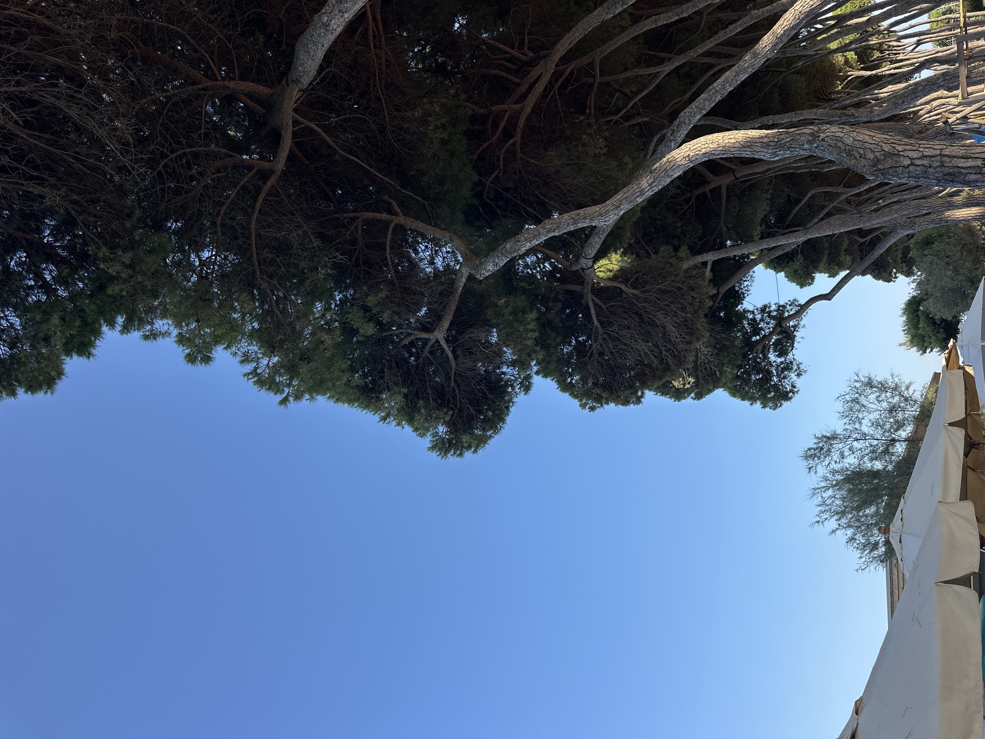 The image shows a clear blue sky with a line of pine trees on the right side, their branches extending towards the sky. In the foreground, on the left, are several white beach umbrellas. This scene is likely located in Pineto, Italy, a coastal town known for its pine forests. The image captures a serene outdoor setting, possibly a beach or park area, with the natural beauty of the trees contrasting with the man-made structures of the umbrellas.