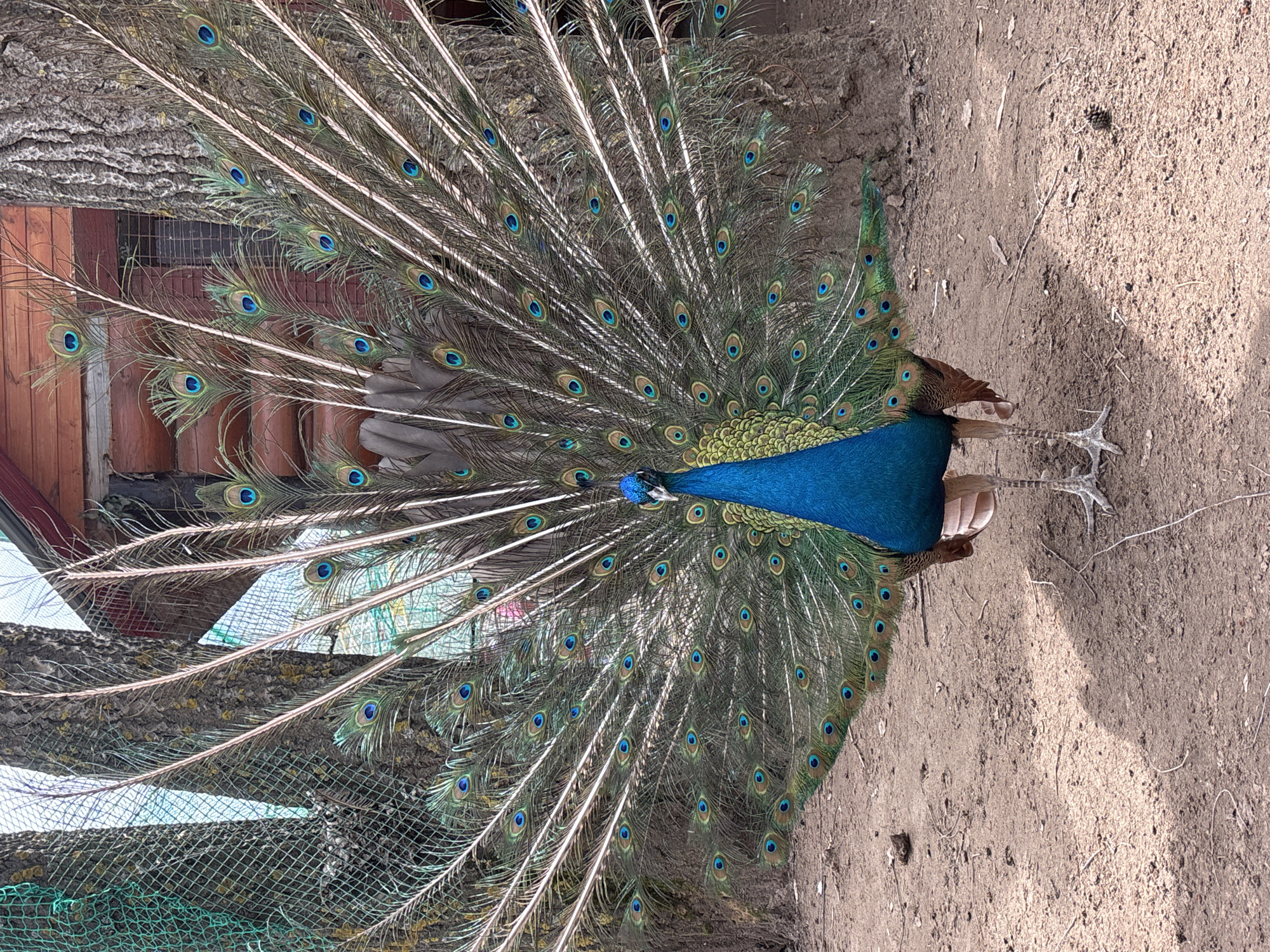 The image shows a peacock with its tail feathers fully displayed. The peacock stands on dirt ground, and behind it is a tree trunk and a wooden structure that appears to be a building or enclosure. The peacock's body is a vibrant blue, and the tail feathers are a mix of green, brown, and blue with eye-like patterns. The environment suggests a natural setting, possibly a park or garden. The location in the city of Chaikovsky, Russia is not discernible from the image alone. There are no people visible in the image.
