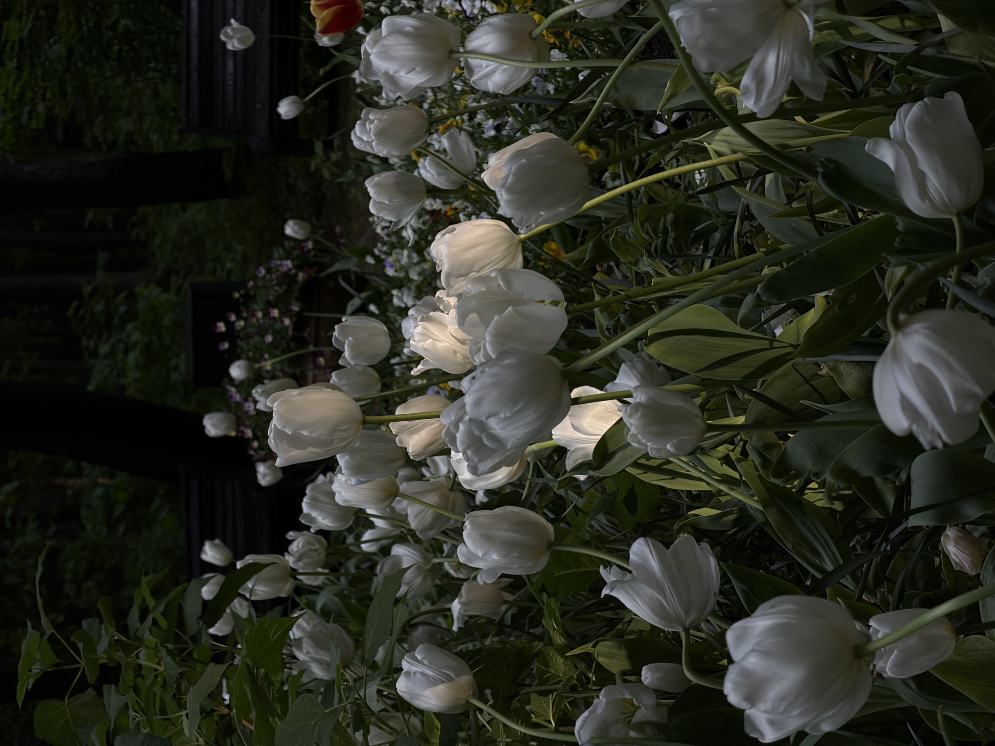 The image presents a low-angle, rotated view of a garden bed filled with white tulips. The flowers are in various stages of bloom, from tightly closed buds to fully opened blossoms. Green leaves and stems are interspersed among the tulips. In the background, there are dark, wooden benches and other plants with small white and purple flowers. The lighting suggests either dusk or a heavily shaded area, with some of the tulip petals appearing to glow softly. While the image evokes a sense of calm and natural beauty, there are no explicit elements to confirm it is in Moscow, Russia.