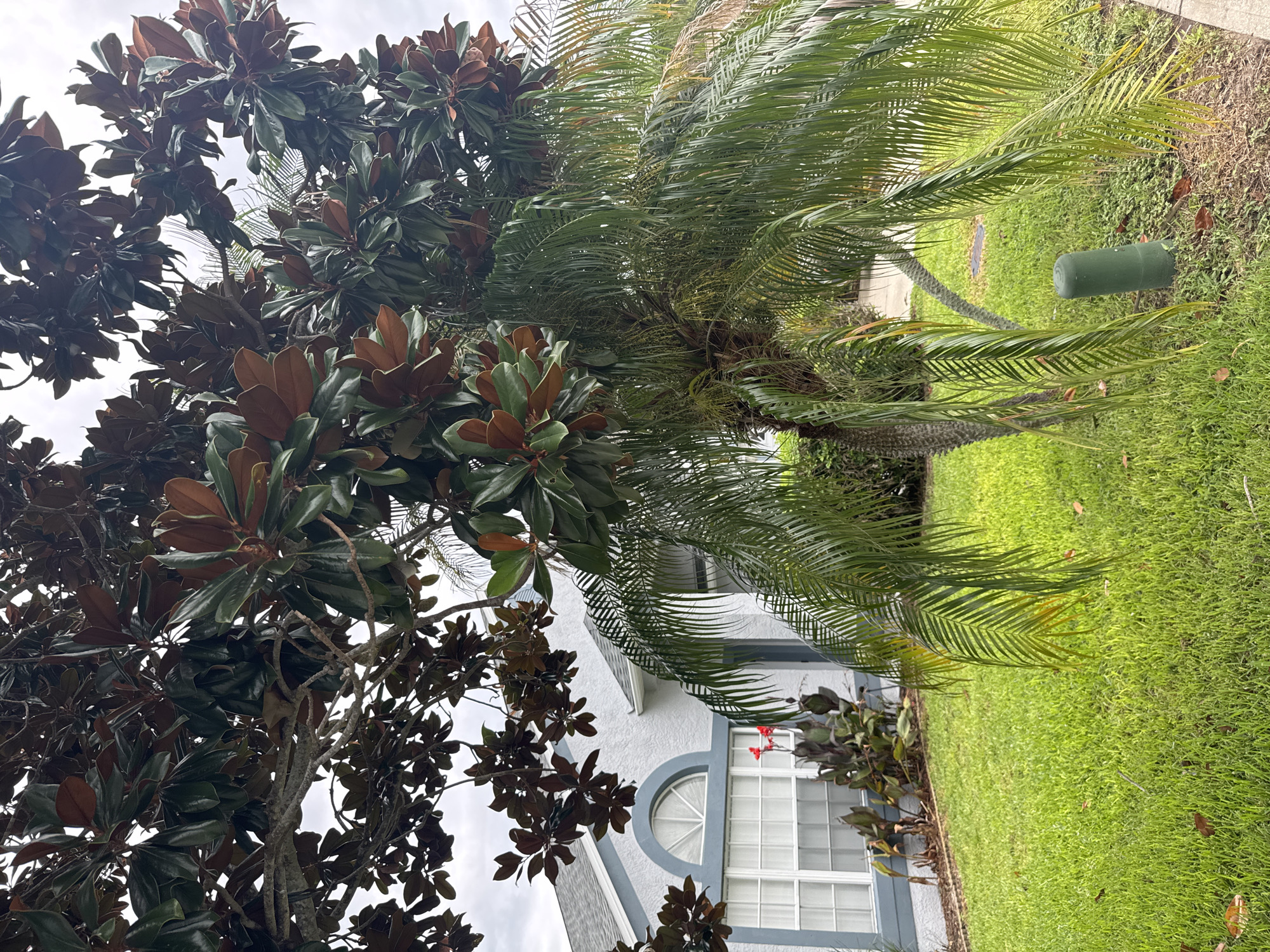 This image shows a residential property in Viera, Florida, USA. A large magnolia tree with dark green and reddish-brown leaves dominates the upper half of the frame, with its branches extending over a light blue and white house. In front of the house, a well-maintained green lawn is visible. To the right of the magnolia tree, a palm tree with long, drooping fronds partially obscures the view of the house. A white arched window with multiple panes is a prominent feature of the house's exterior. In the foreground, a small green cylindrical object is partially visible among the low-lying ground cover. Red flowers can be seen in the garden bed to the left of the house. The sky is overcast.