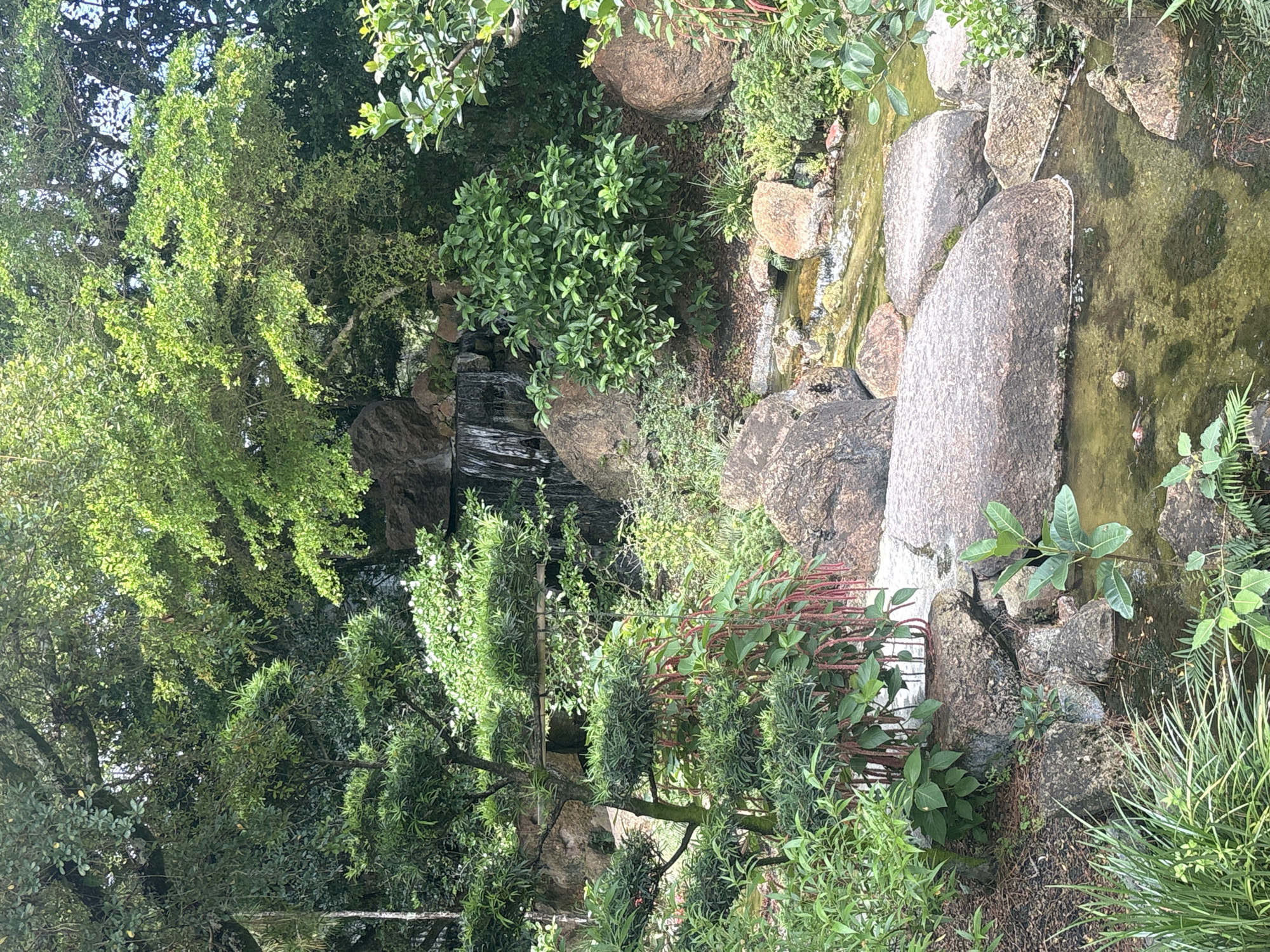 The image depicts a serene, lush garden scene, likely a Japanese garden, with a small waterfall cascading down rocks into a tranquil pond. The foreground features a shallow, clear body of water with submerged rocks and some aquatic plants. Large, smooth boulders are scattered throughout the scene, some partially submerged in the water. Dense green foliage, including various trees, shrubs, and smaller plants, creates a vibrant and verdant atmosphere. A notable element is a bonsai-like tree with intricately shaped branches and full greenery. The lighting suggests it is daytime, with sunlight filtering through the leaves. The overall impression is one of natural beauty and meticulous landscaping. This scene is located in the Morikami Museum and Japanese Gardens in Delray Beach, Florida, United States of America. There are no people or animals visible in the image.
