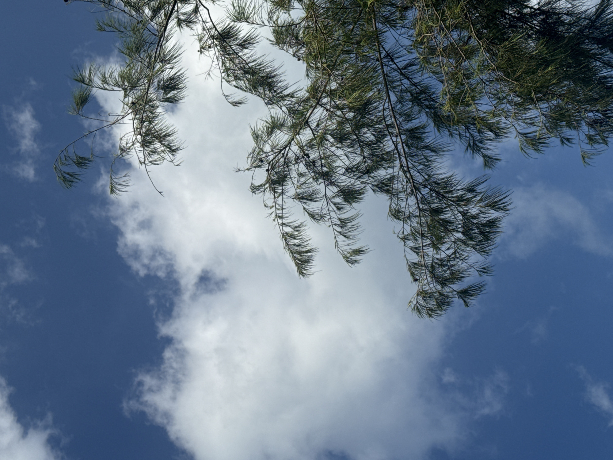 A low-angle shot captures a vibrant blue sky interspersed with fluffy white clouds. The branches of a pine tree, with its characteristic needle-like leaves, arch into the frame from the right side, partially obscuring the sky. The leaves are a deep green, some appearing slightly wind-blown. Small, dark cones are visible nestled amongst the needles. The overall impression is one of a clear, bright day.