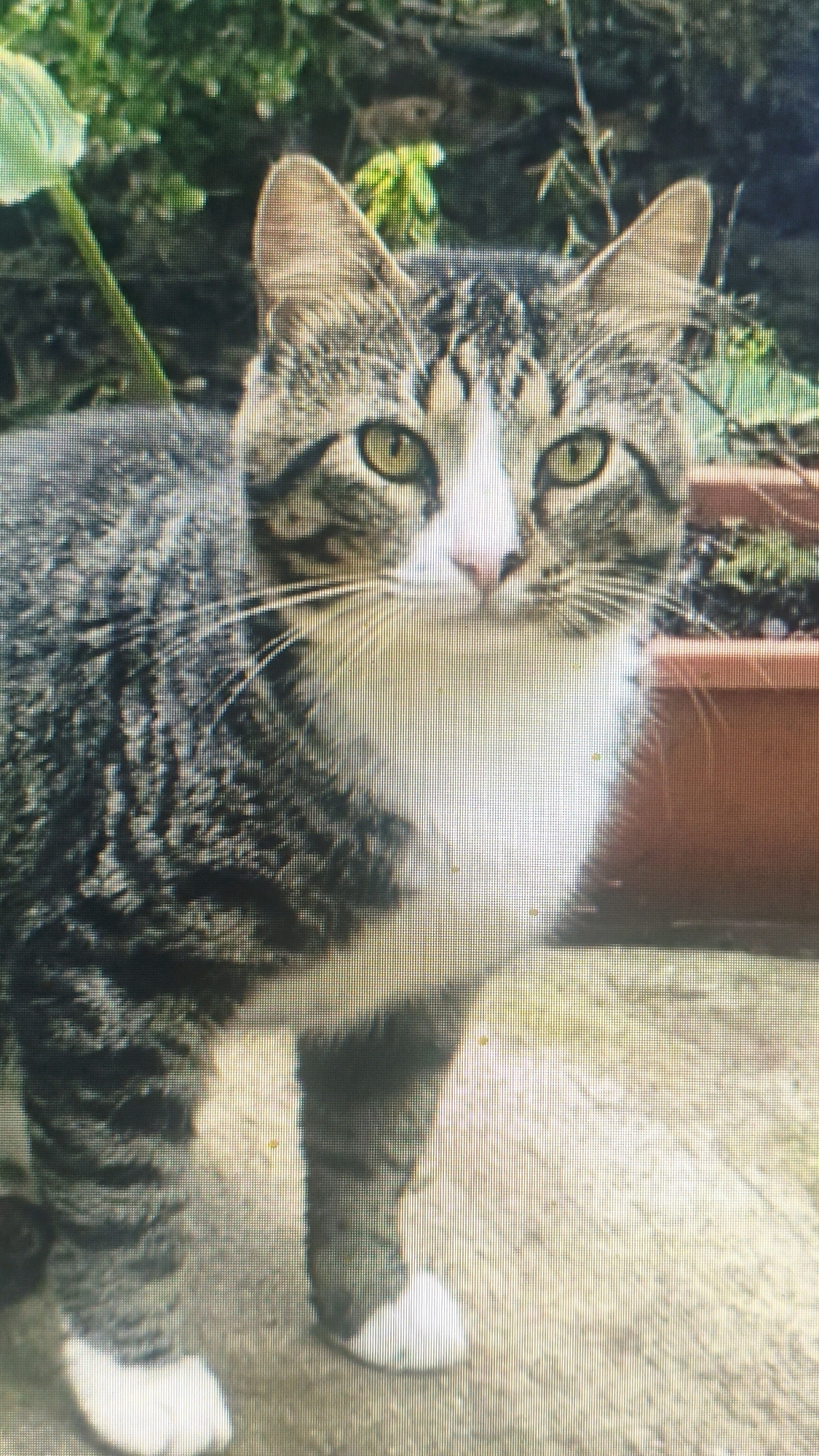 A tabby cat with green eyes and a white chest stands facing the camera outdoors. The cat is predominantly gray and black with white markings on its face and chest. It has white paws. The background is blurred but appears to be an outdoor setting with greenery and a terracotta planter. The image is slightly pixelated and has a grainy texture. The exact location in Mehnatabad, Uzbekistan cannot be determined from the visual information alone.